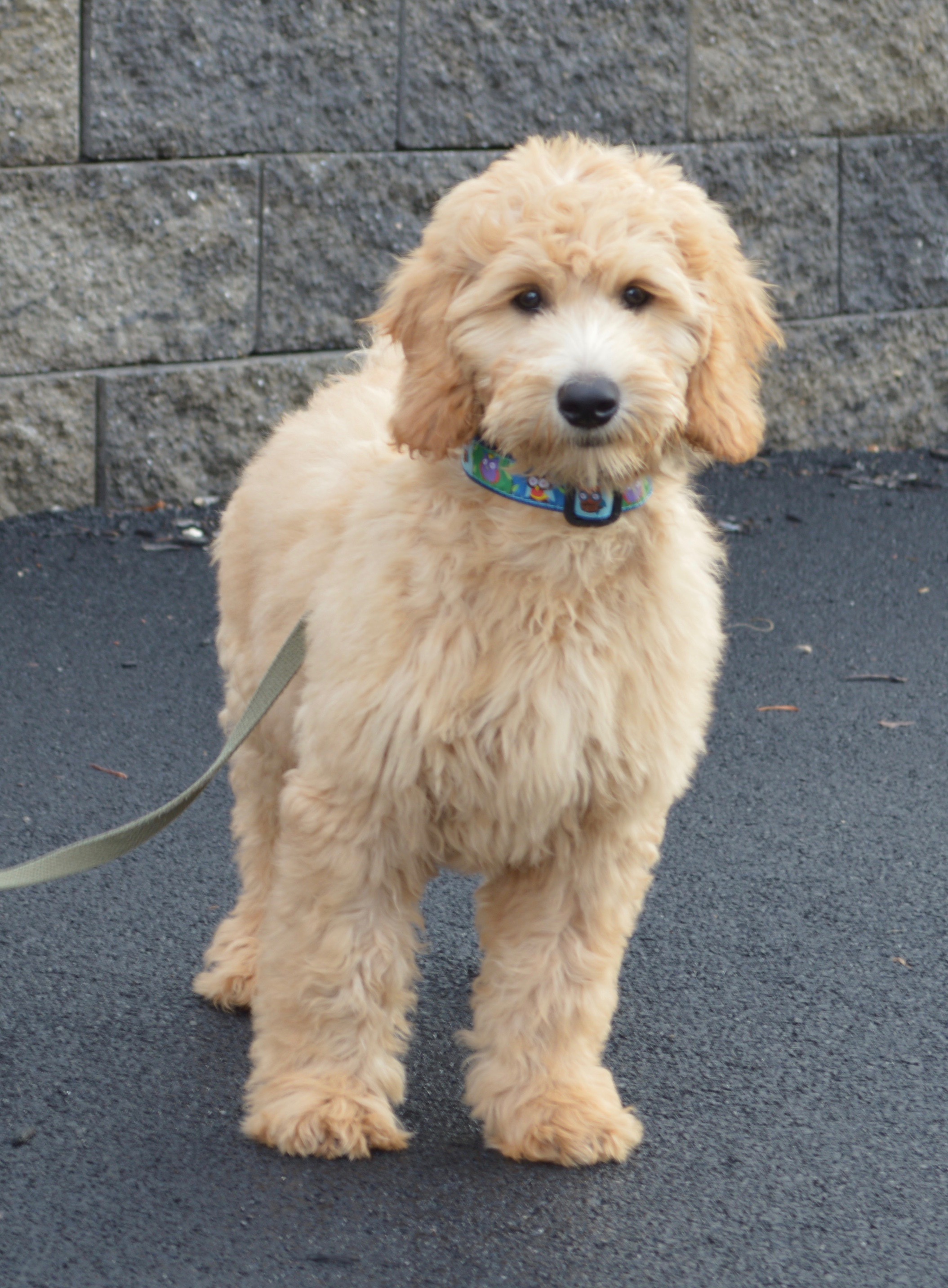 Goldendoodle Association of North America All About Goldendoodle ...