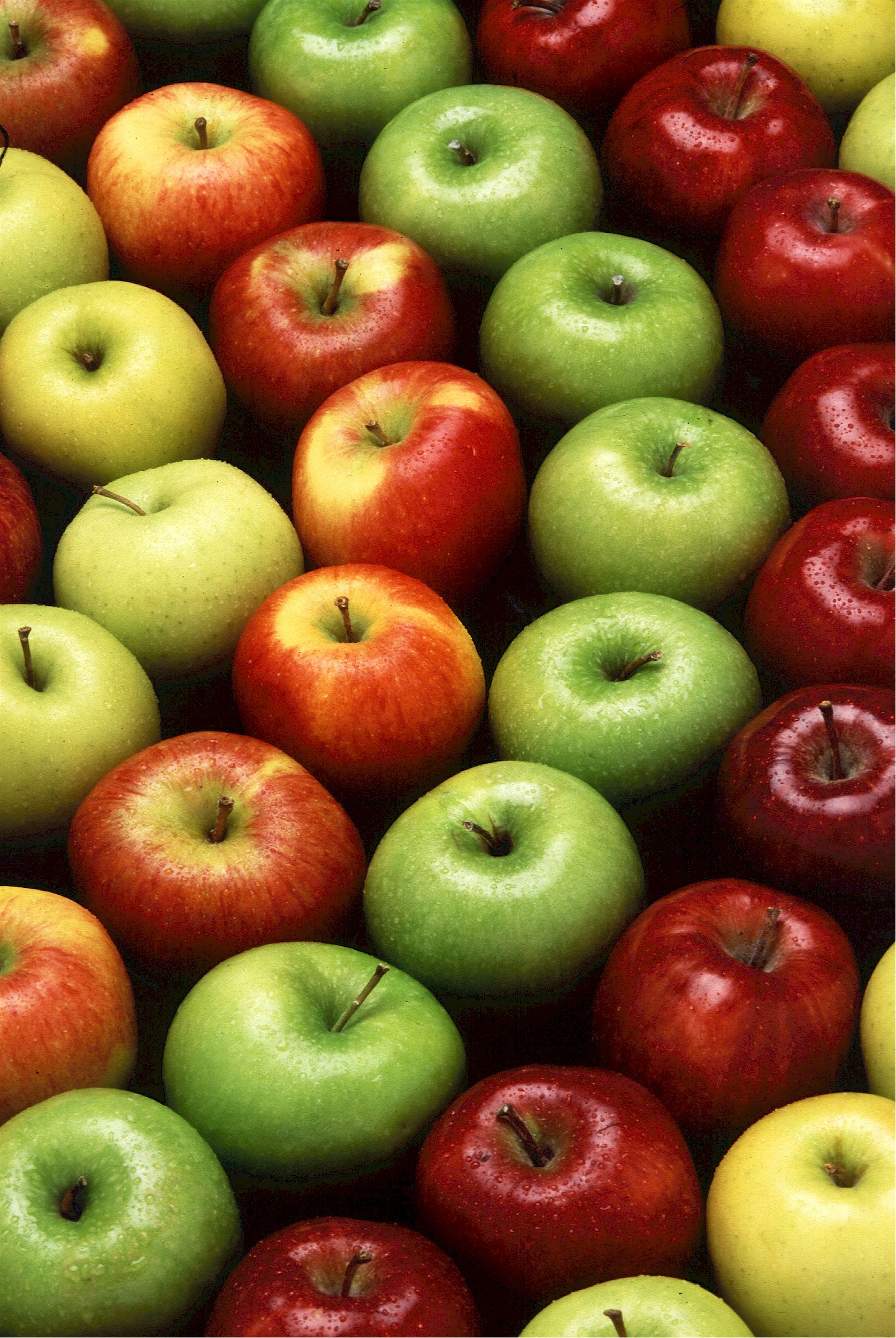 Colorful apples photo