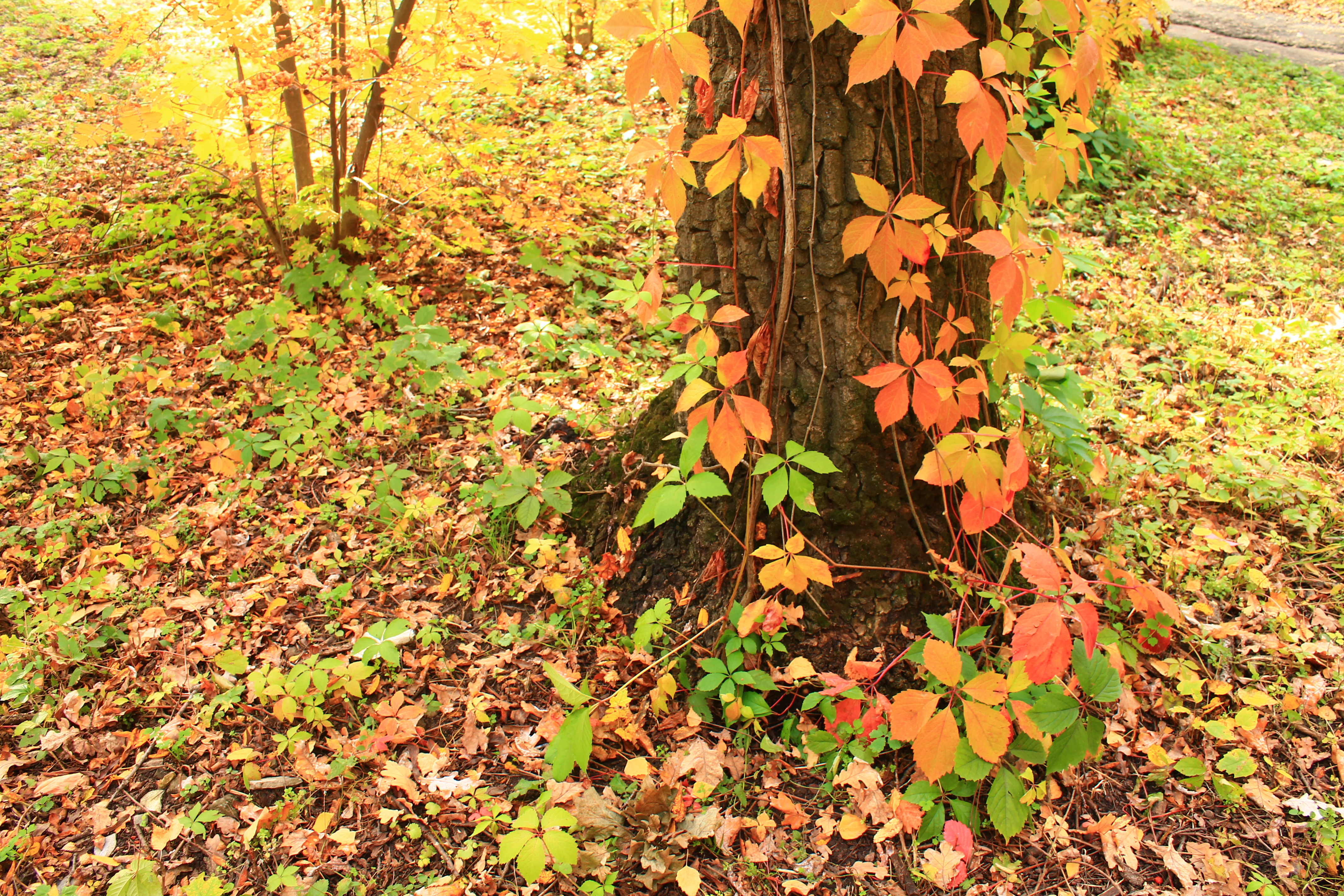 Colorful autumn leaves photo