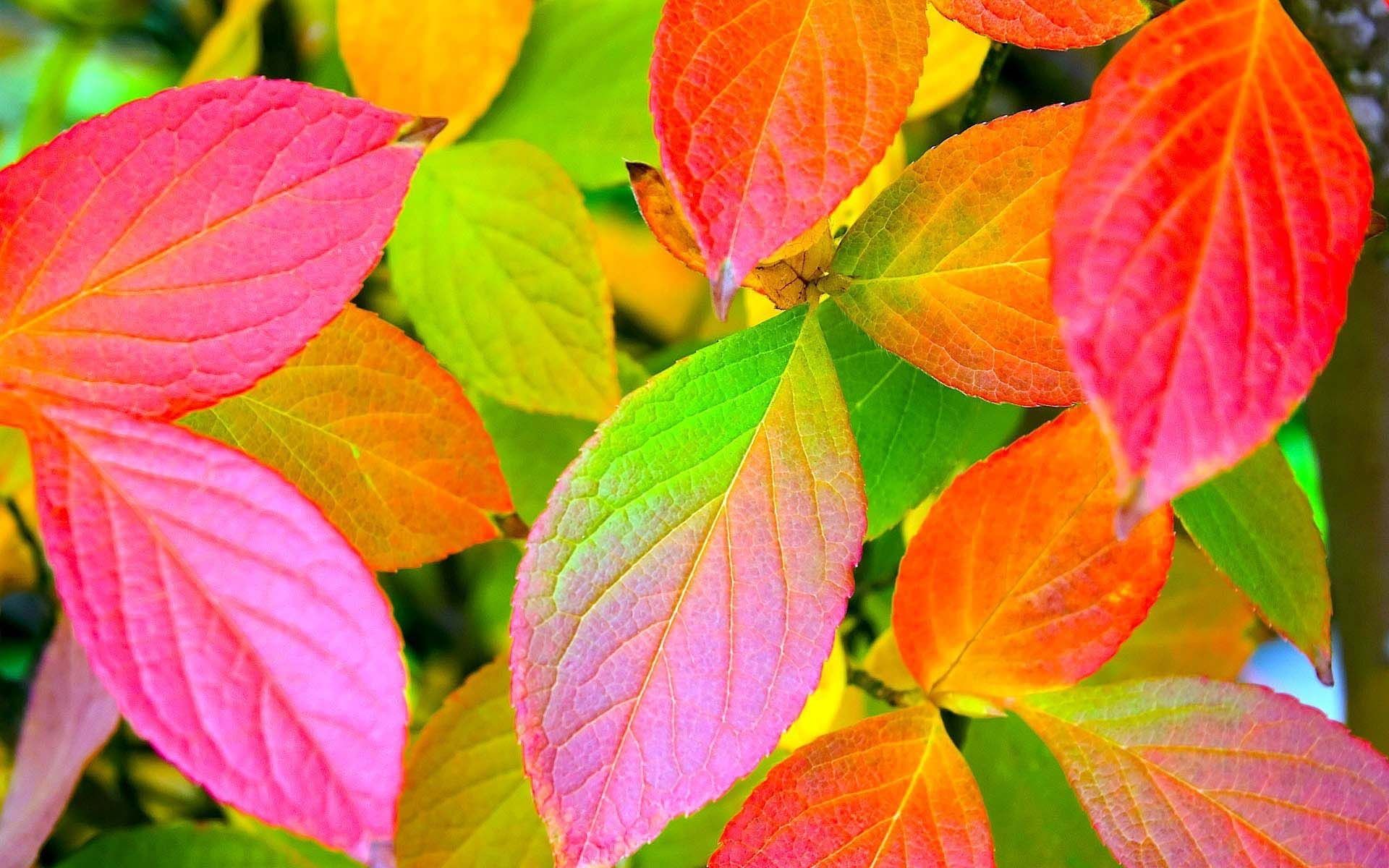 Very Colorful Autumn Leaves | HD Nature Wallpapers for Mobile and ...