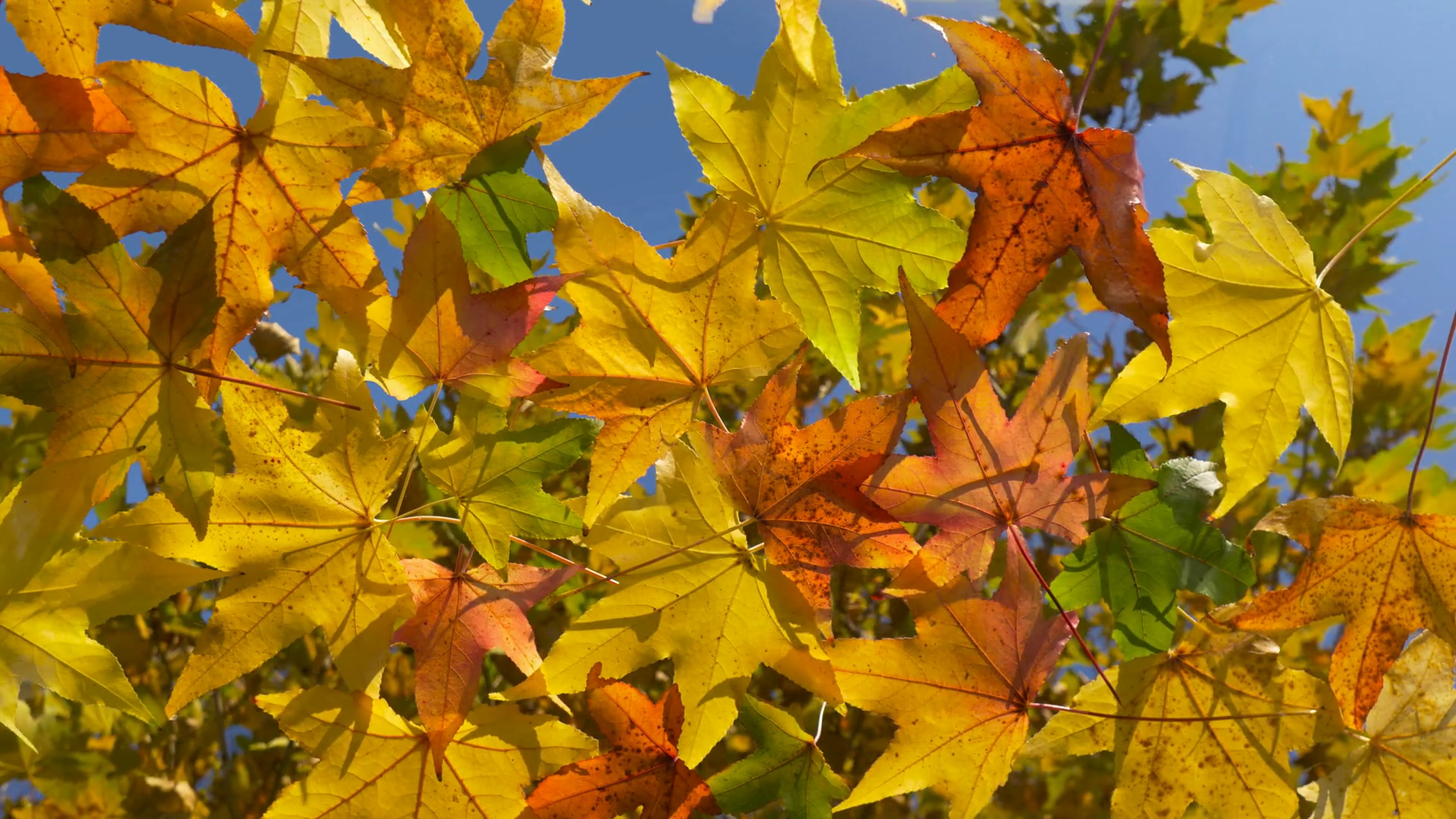 Colorful Autumn Leaves in the Wind Stock Video Footage - Videoblocks