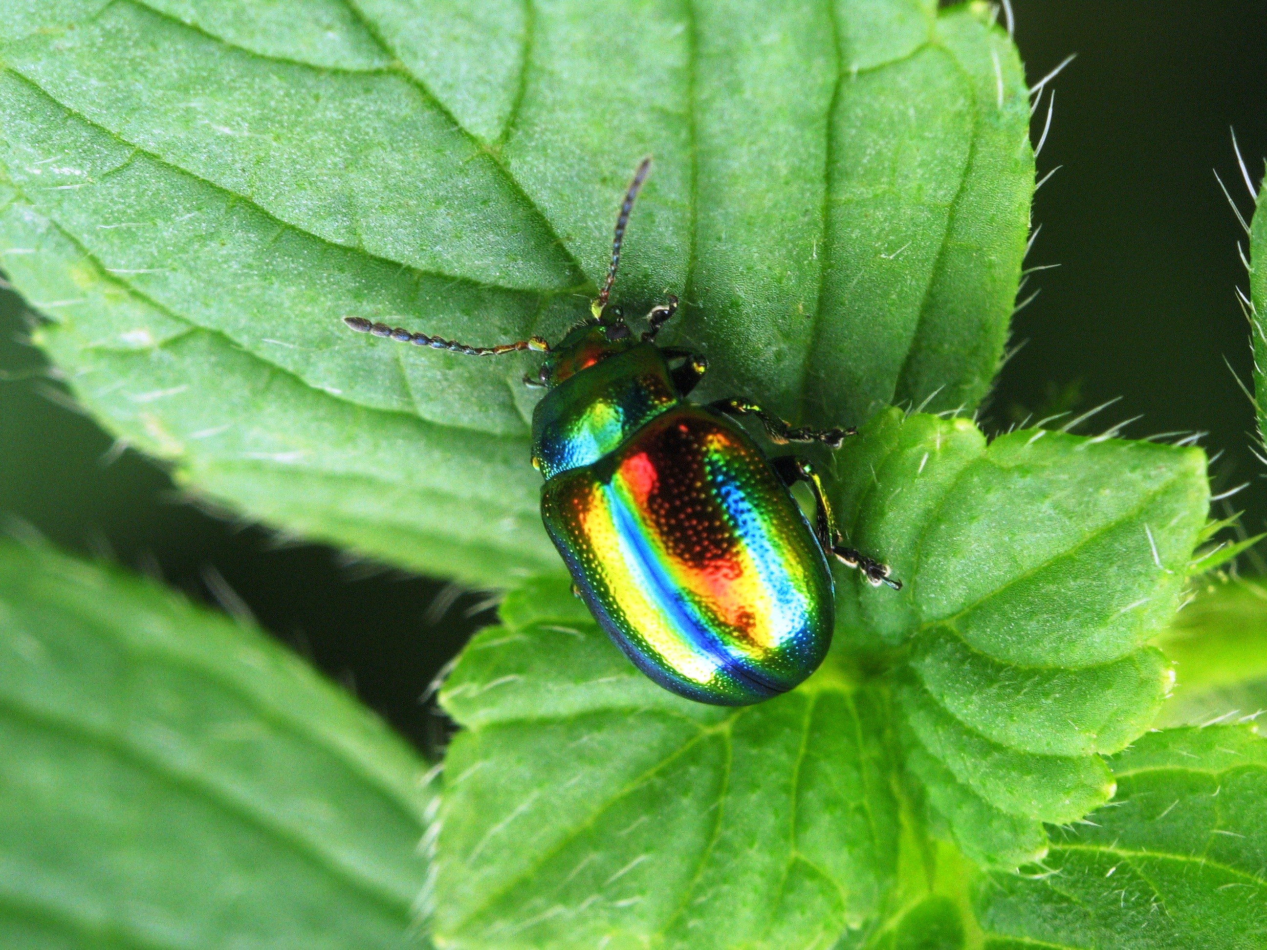 Colorful Beetle Insect HD Wallpapers - Download Hd Colorful Beetle ...