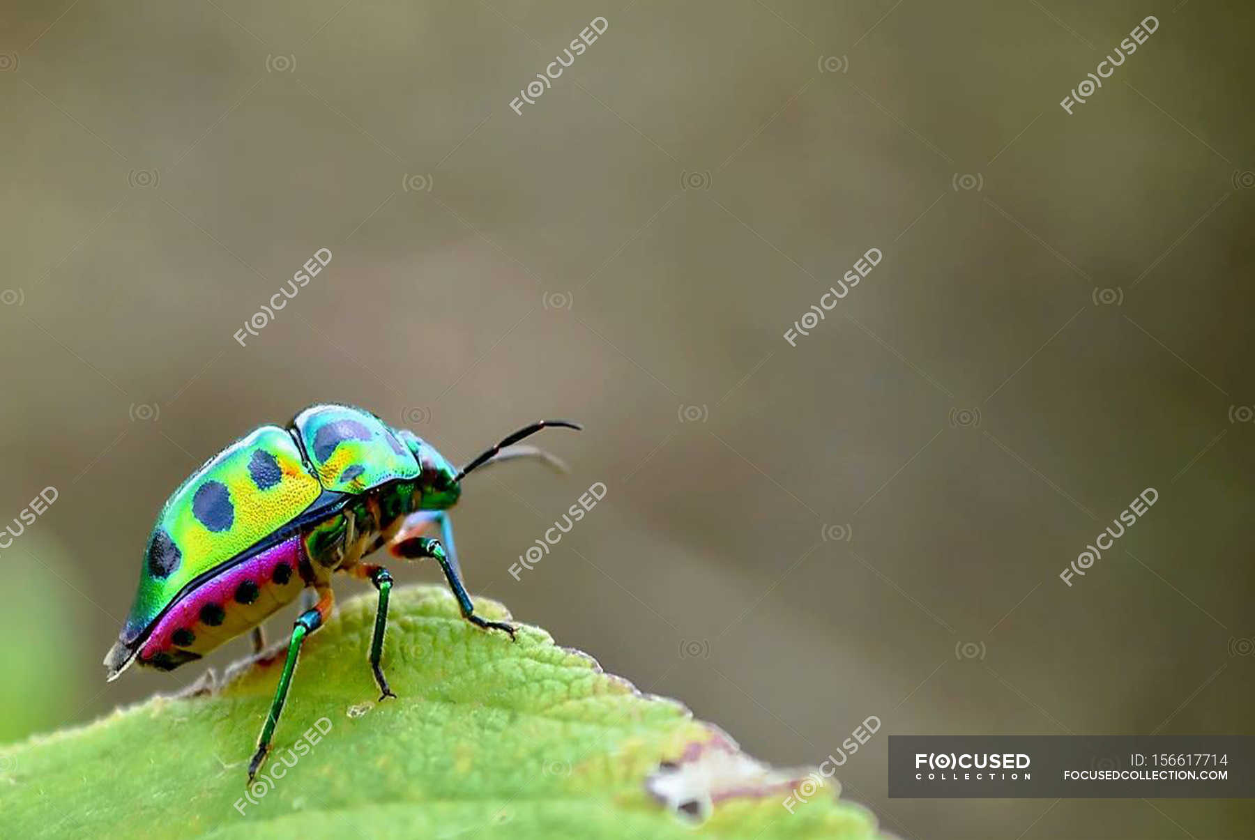 Colorful beetle sitting on gren leaf — Stock Photo | #156617714