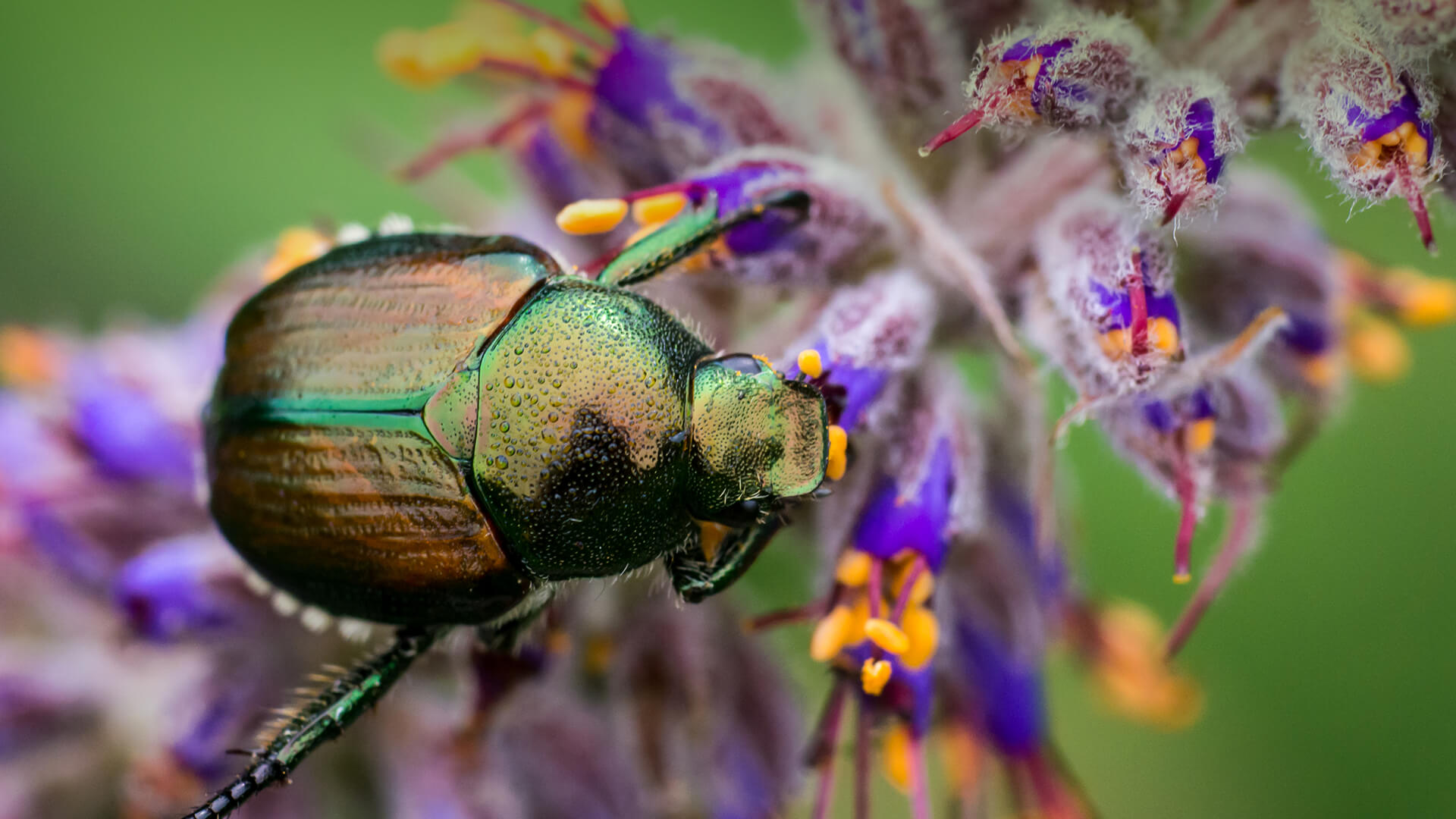 Beetle | San Diego Zoo Animals & Plants