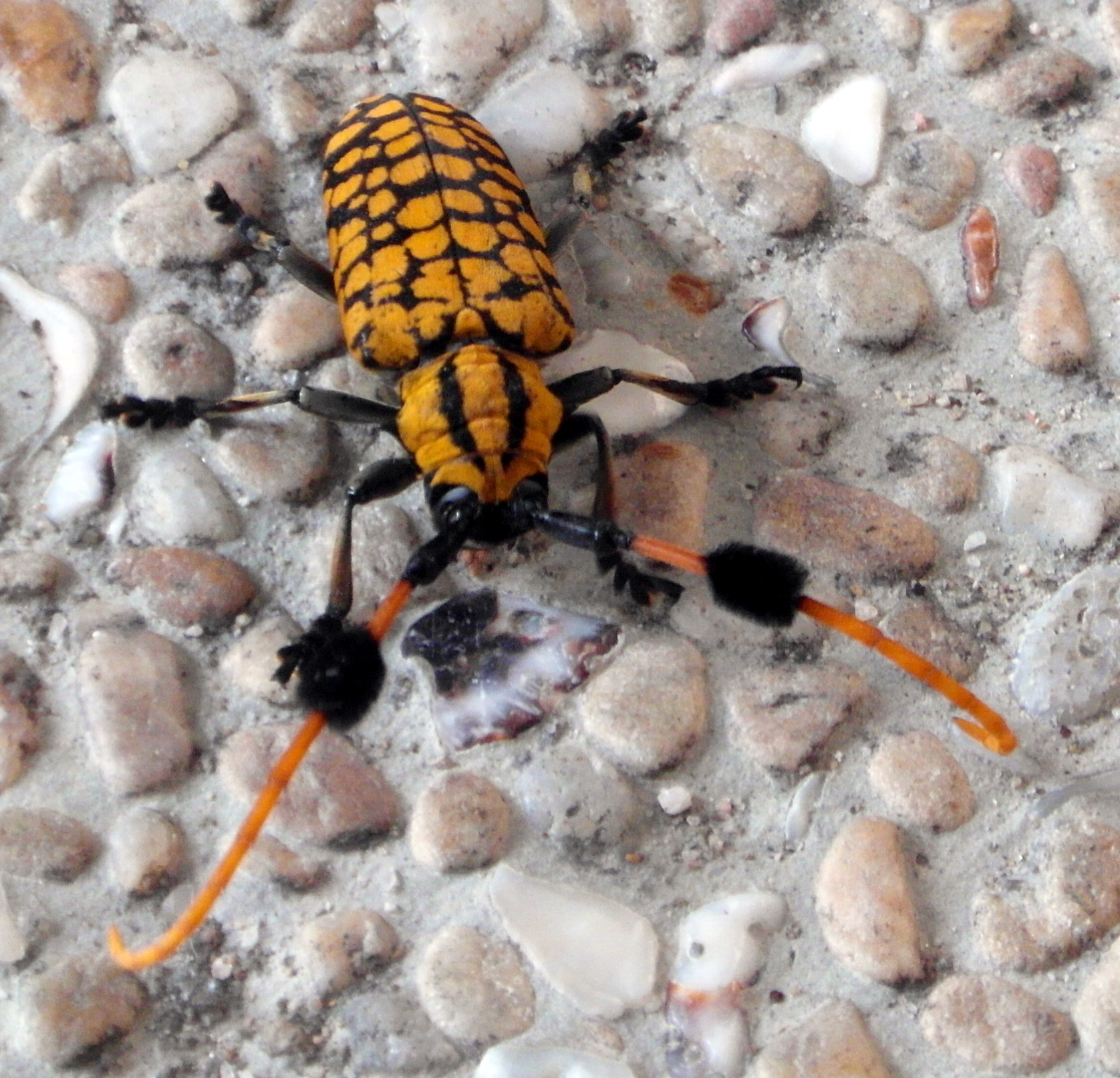 Colorful Beetle, Africa, Insect, Yellow, Wildlife, HQ Photo