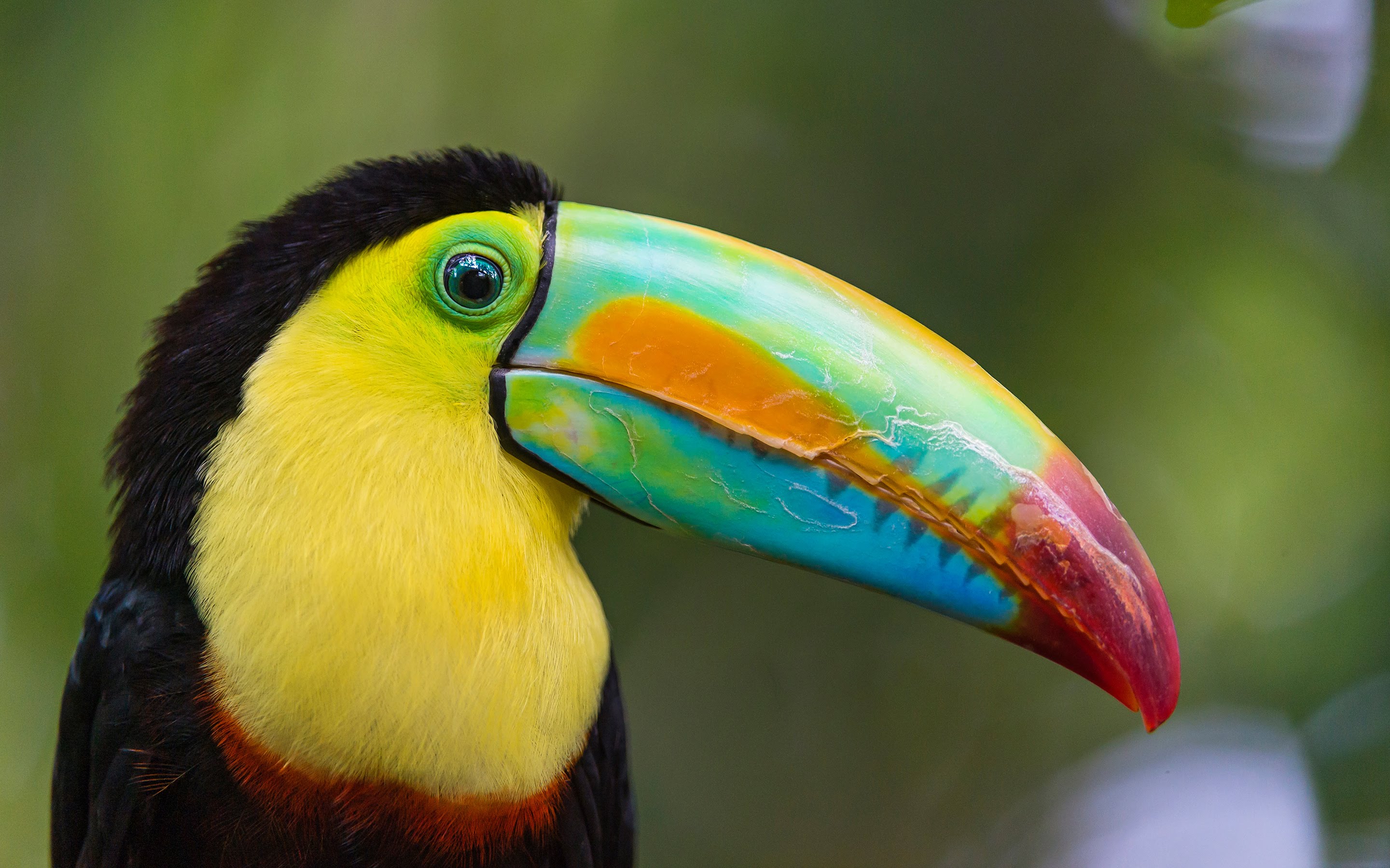 Top 10 Most Colourful and Tropical Bird Species - YouTube