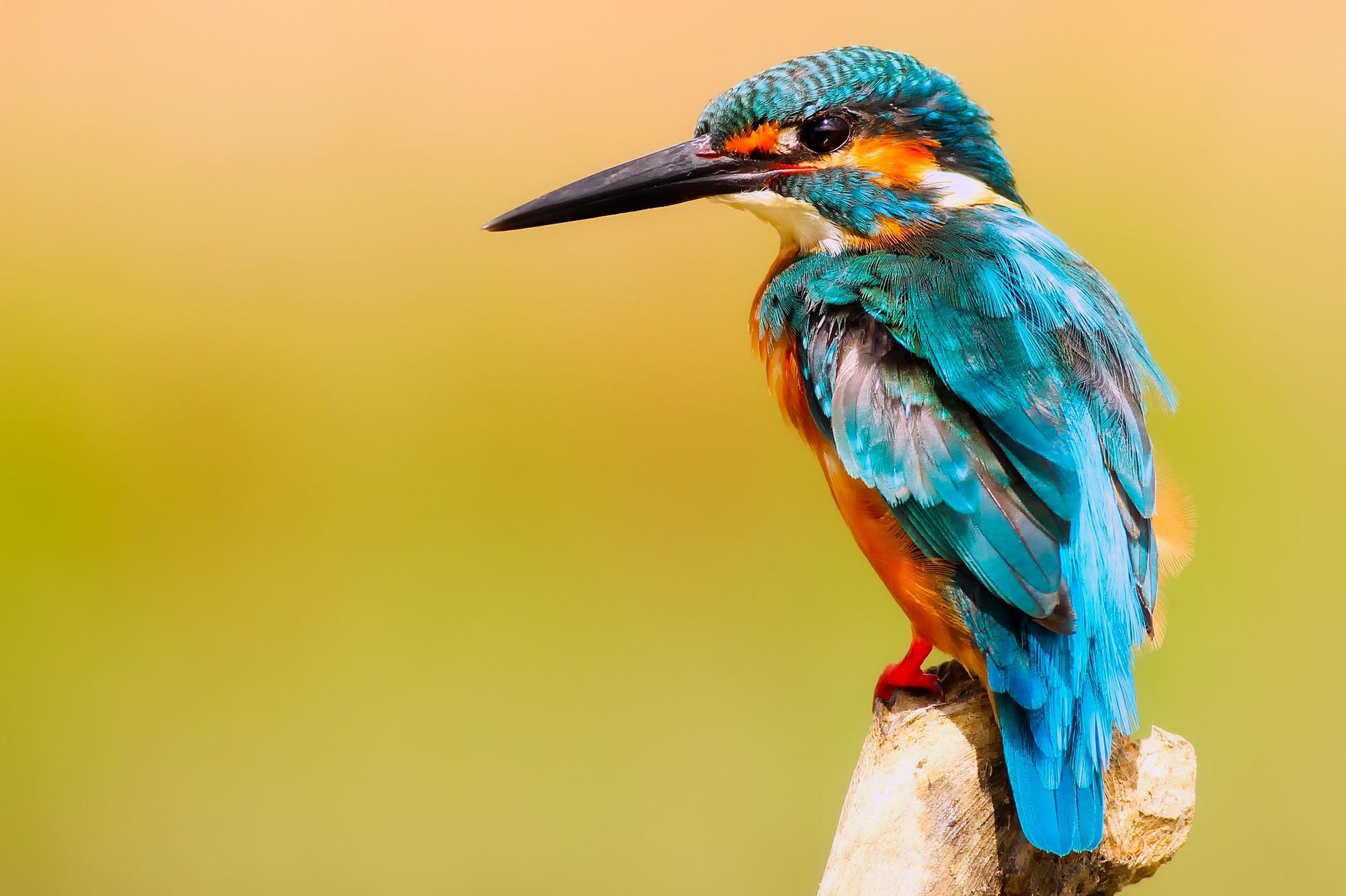 Top 10 Most Colorful Birds