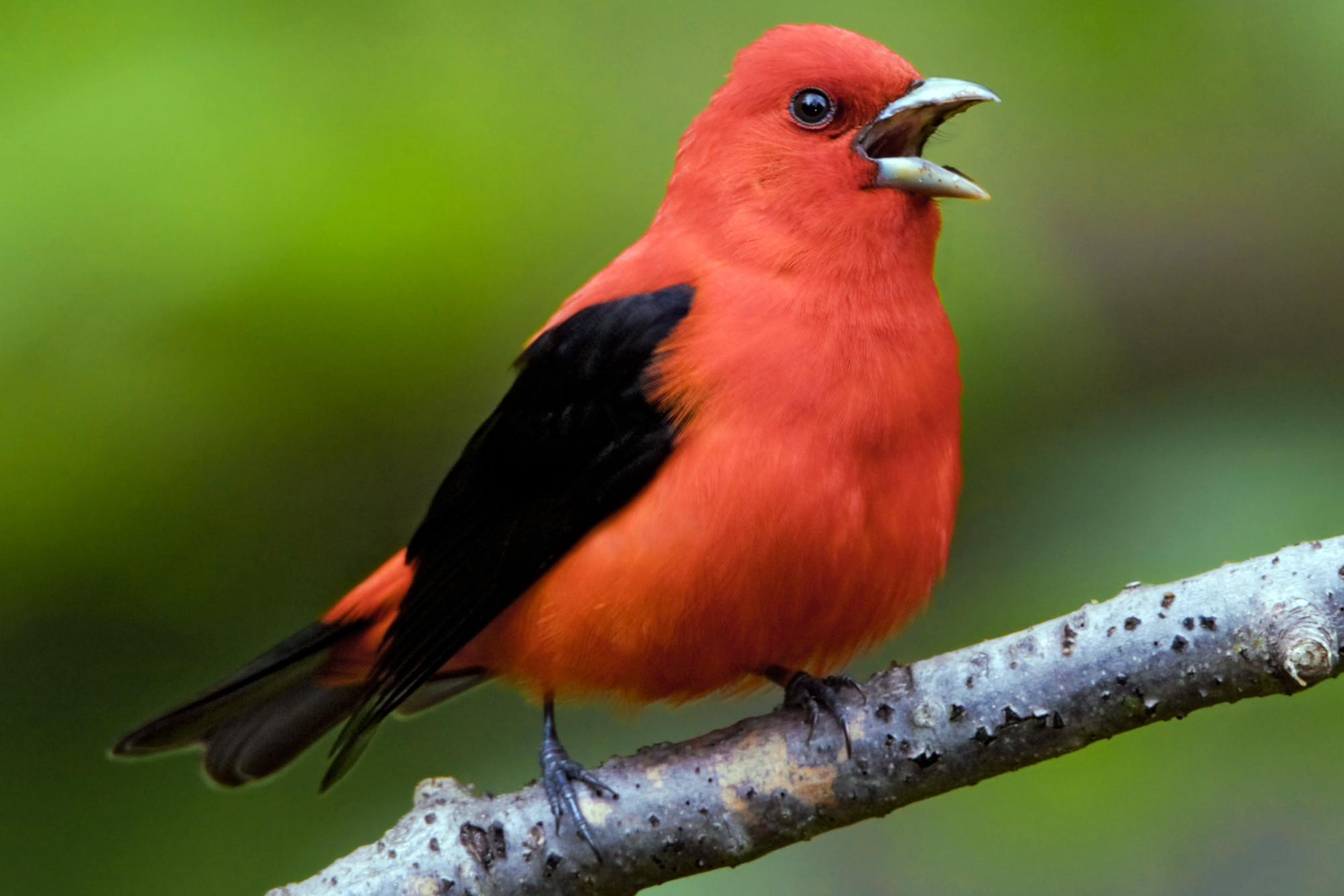 4 colorful birds to spot in Central Park this season