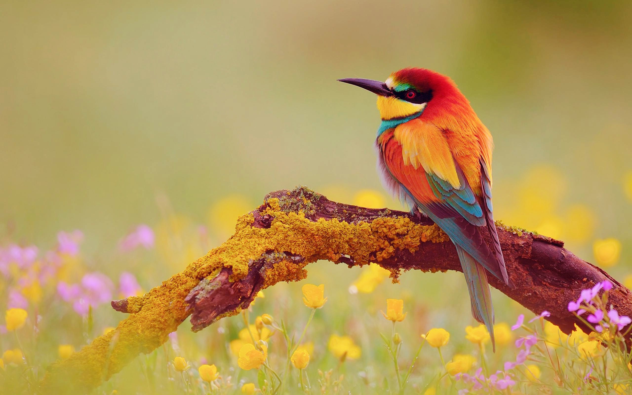 Cute And Pretty Colorful Bird Wallpapers - New HD Wallpapers