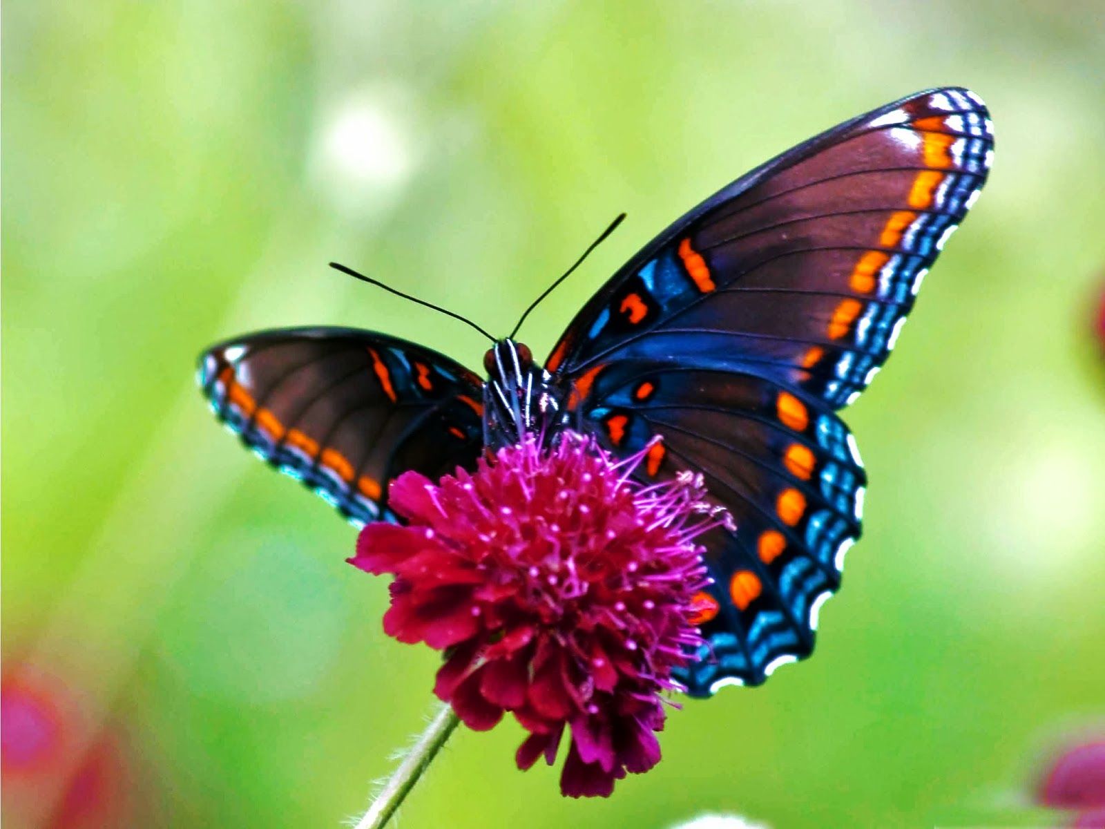 Colorful Pictures Of Butterflies #13131 - 5120×3200 | www ...