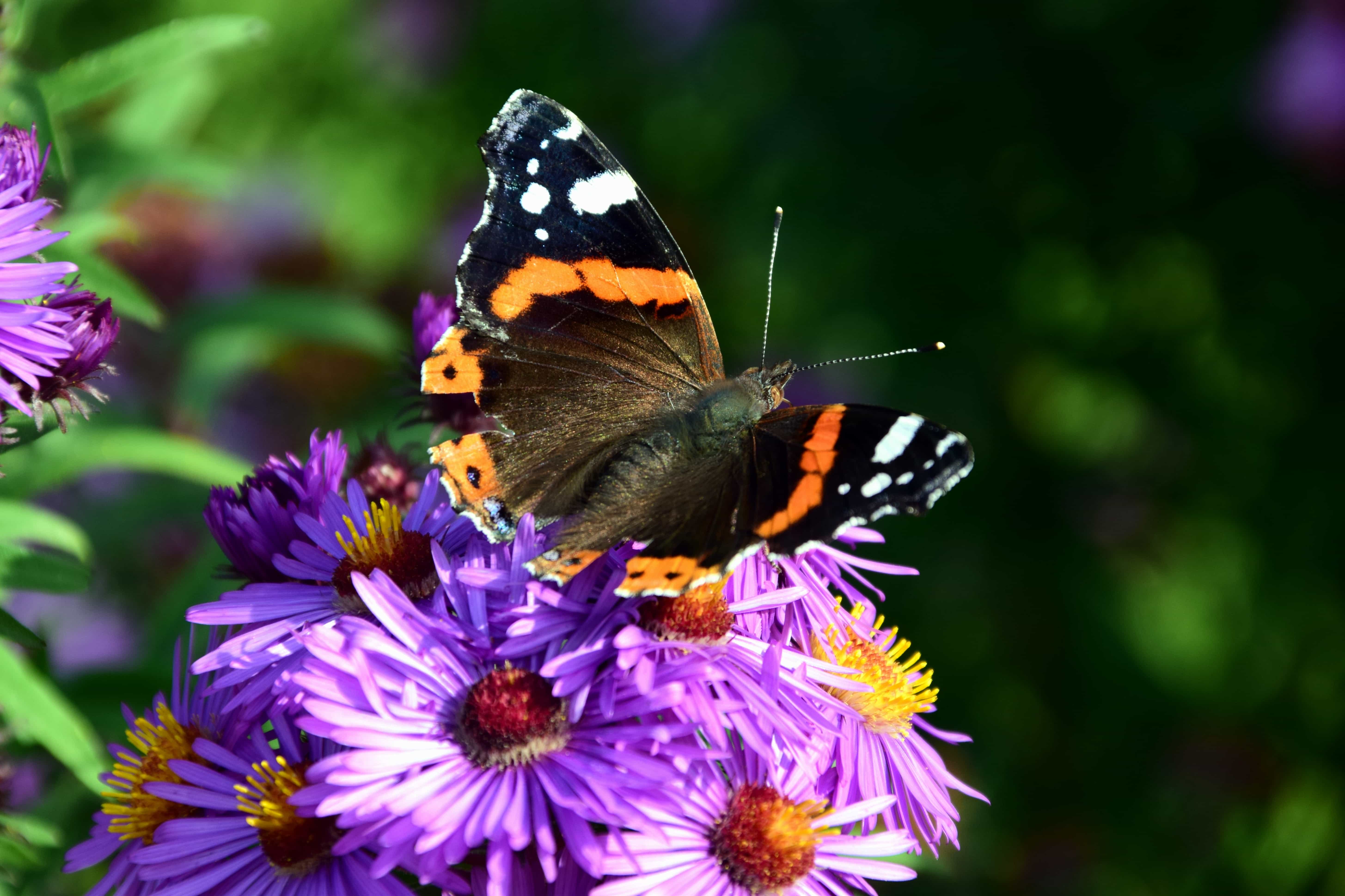 Free picture: nature, garden, flower, summer, macro, colorful ...