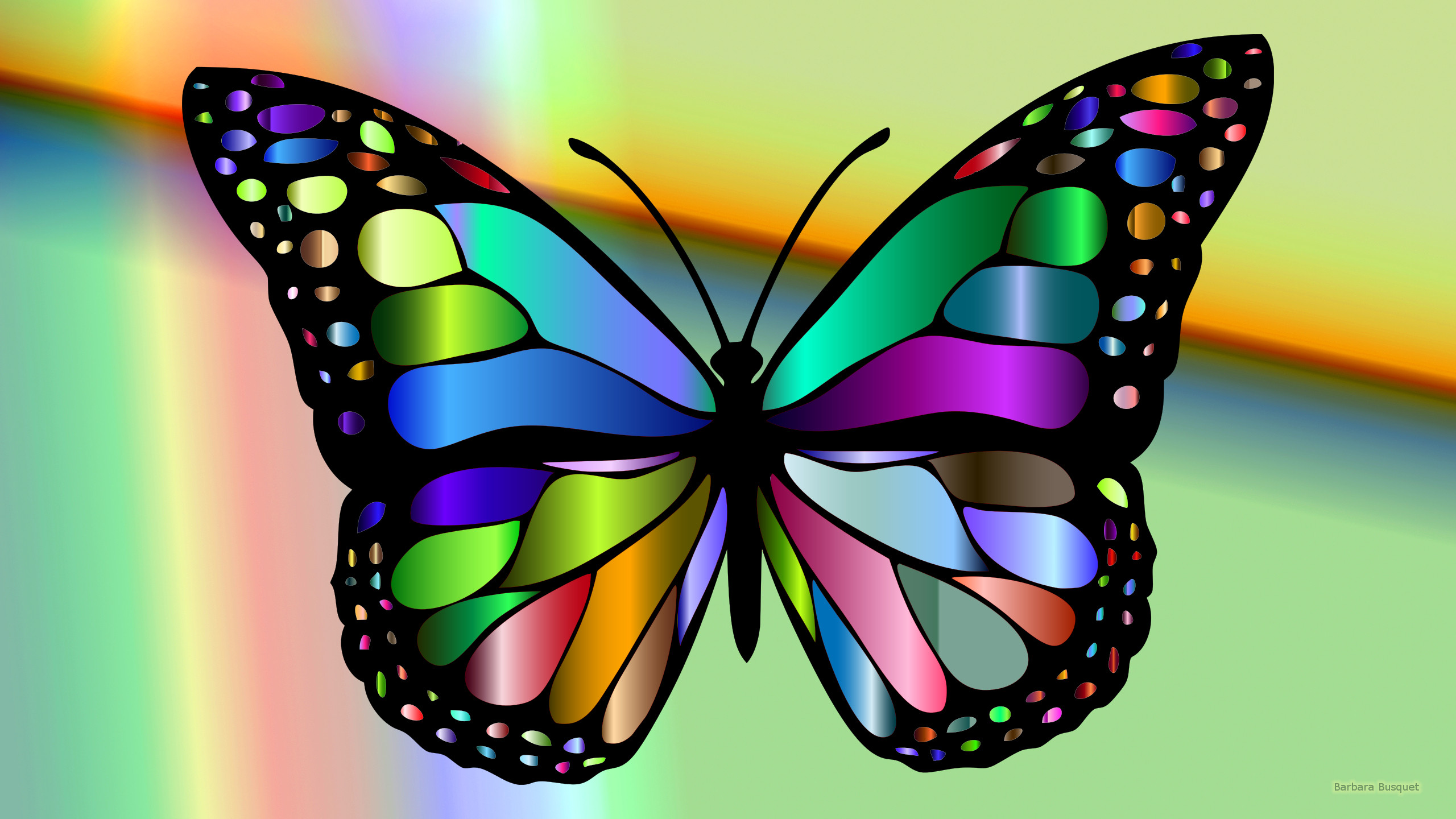Colorful butterfly - Barbaras HD Wallpapers