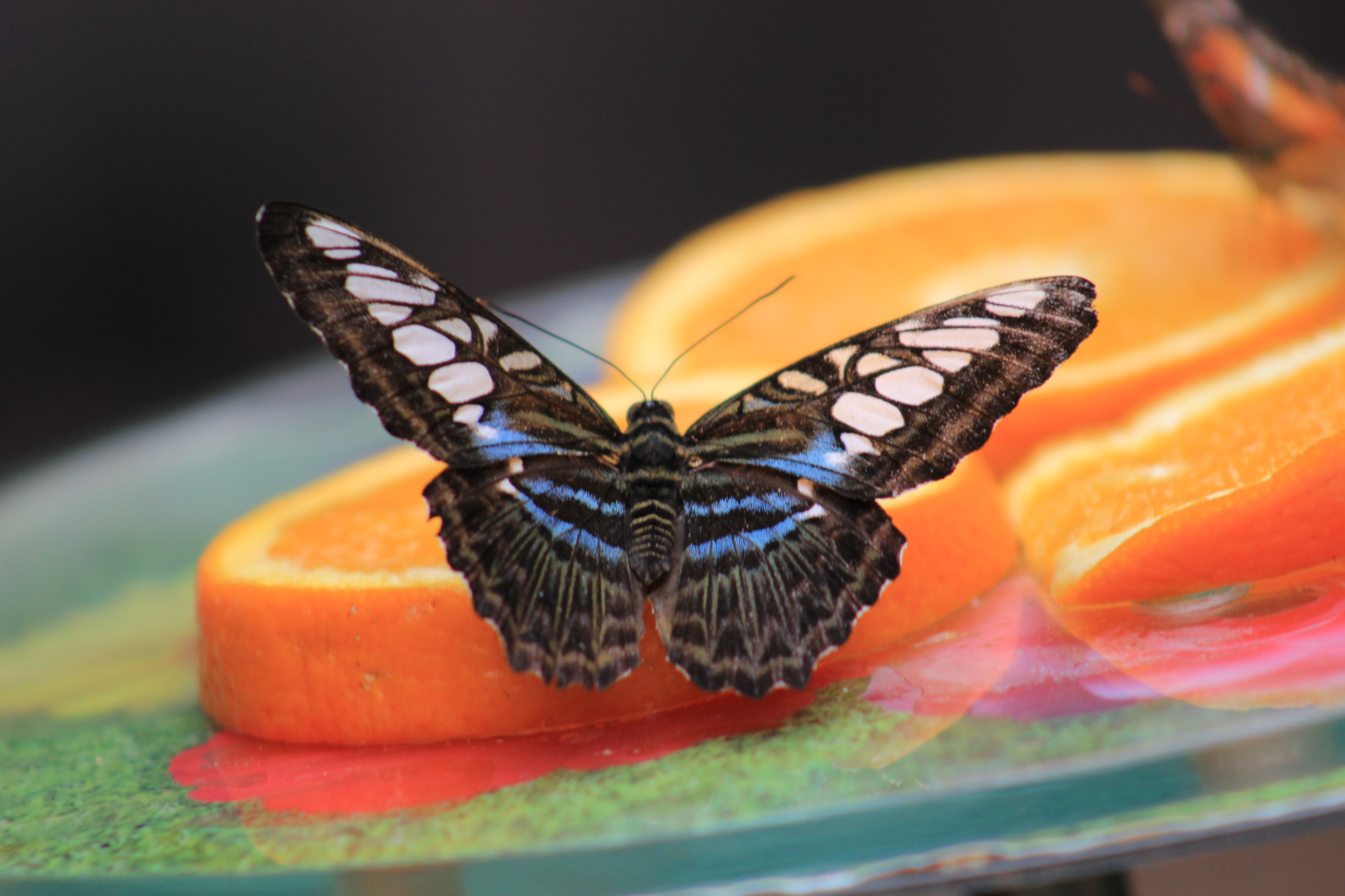 Colorful butterfly photo
