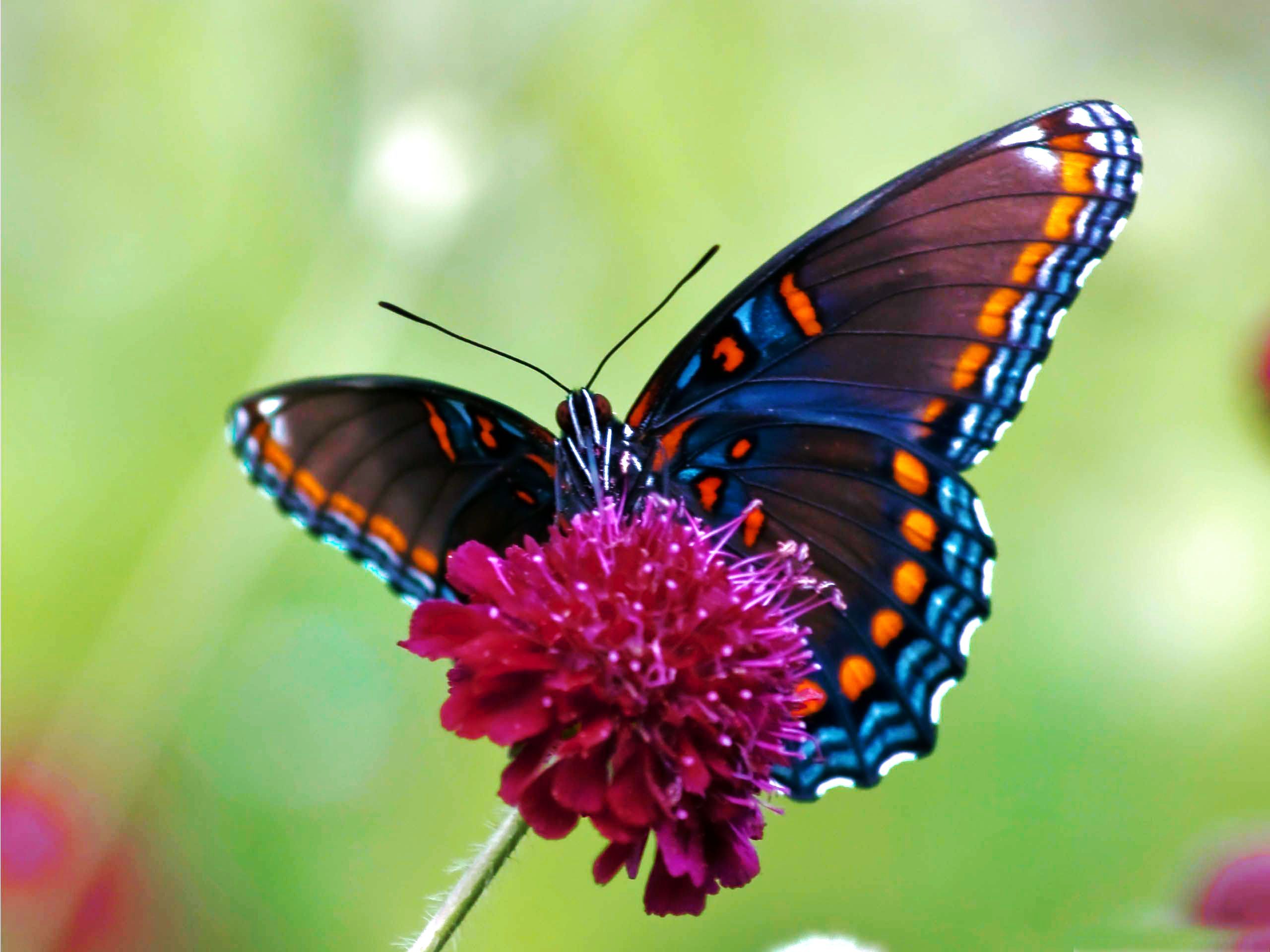Illustrations Of Butterflies | HD Colorful Butterfly Wallpaper ...