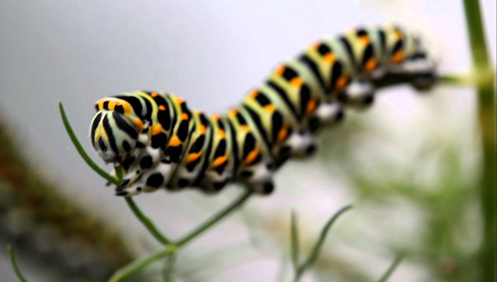 Colorful caterpillar photo