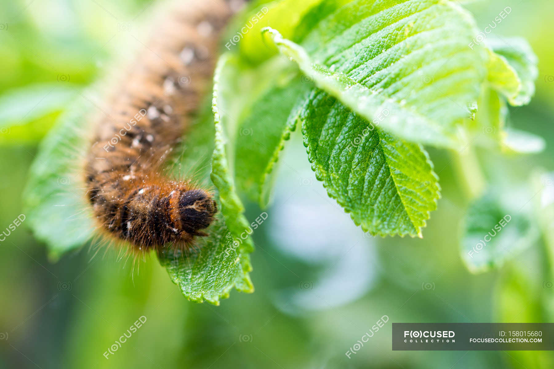 Crawling colorful caterpillar — Stock Photo | #158015680