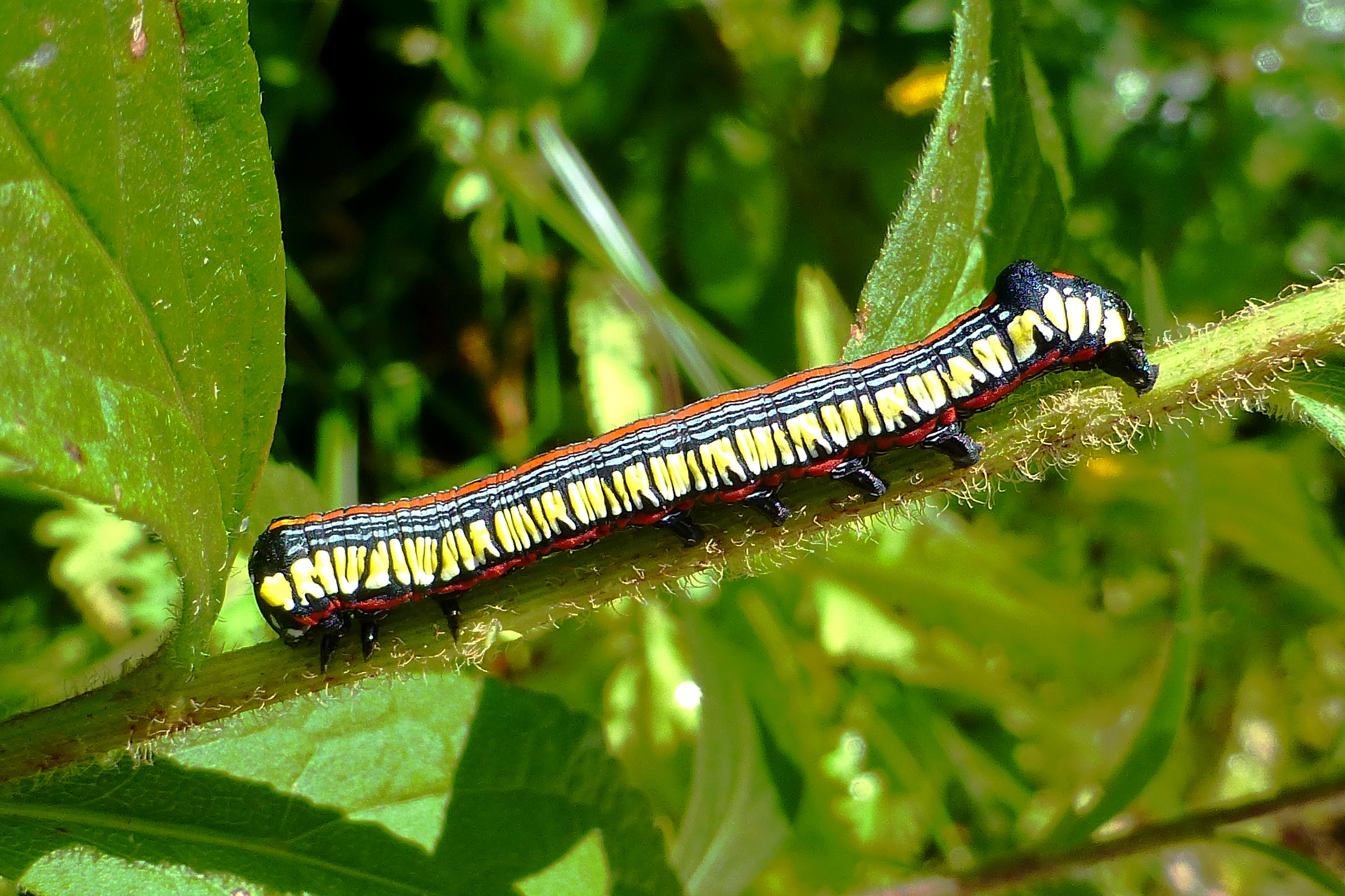 Asteroid caterpillar | Uconnladybug's Blog