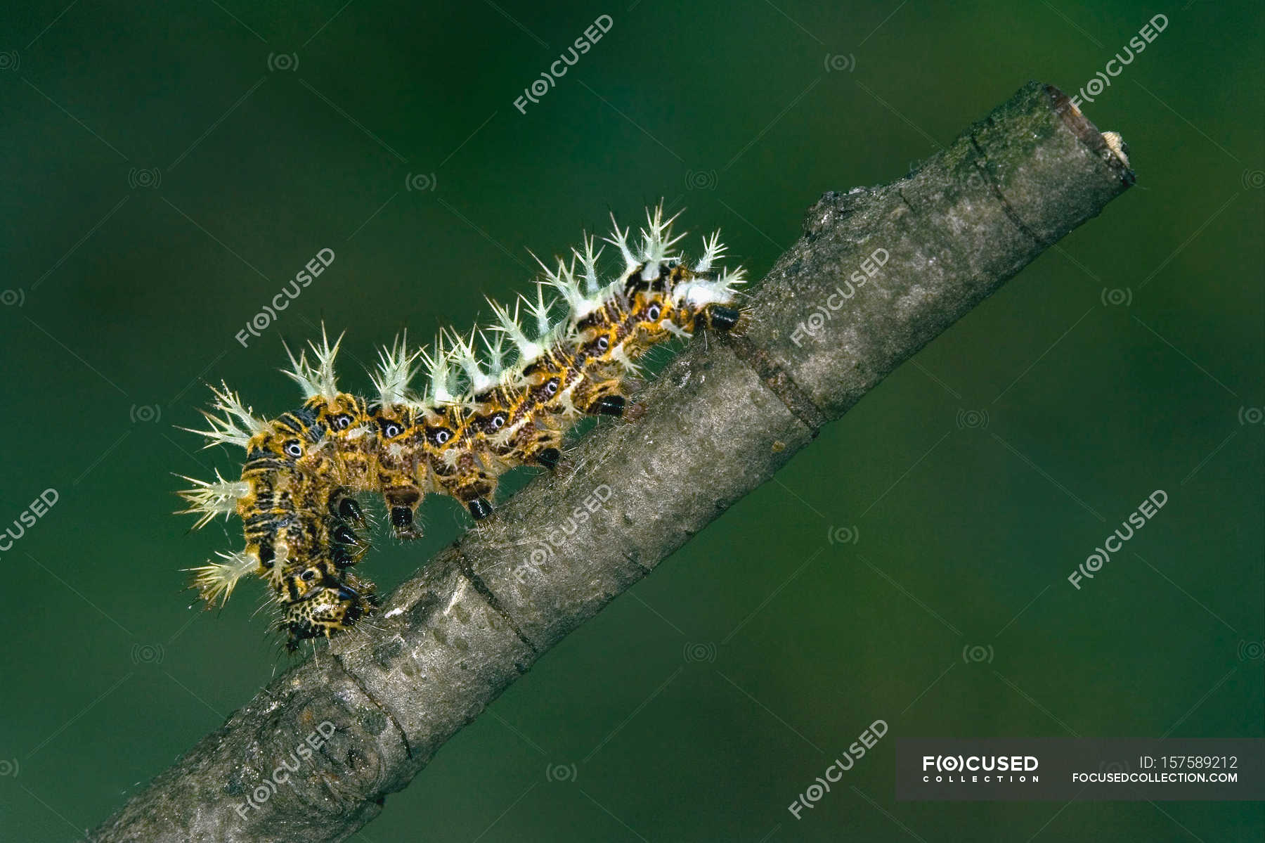 Crawling colorful caterpillar — Stock Photo | #157589212