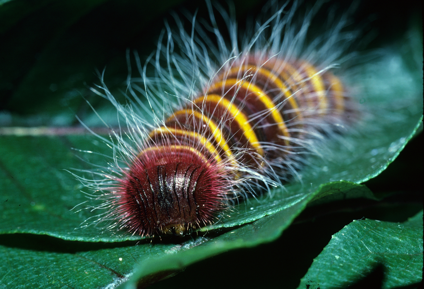 Colorful Caterpillar Chemists | Smithsonian Insider