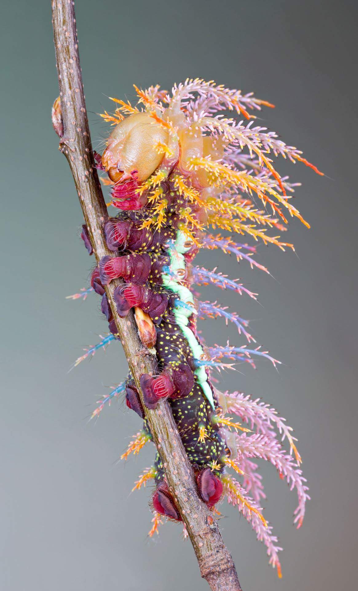 A Saturniidae moth caterpillar. : pics