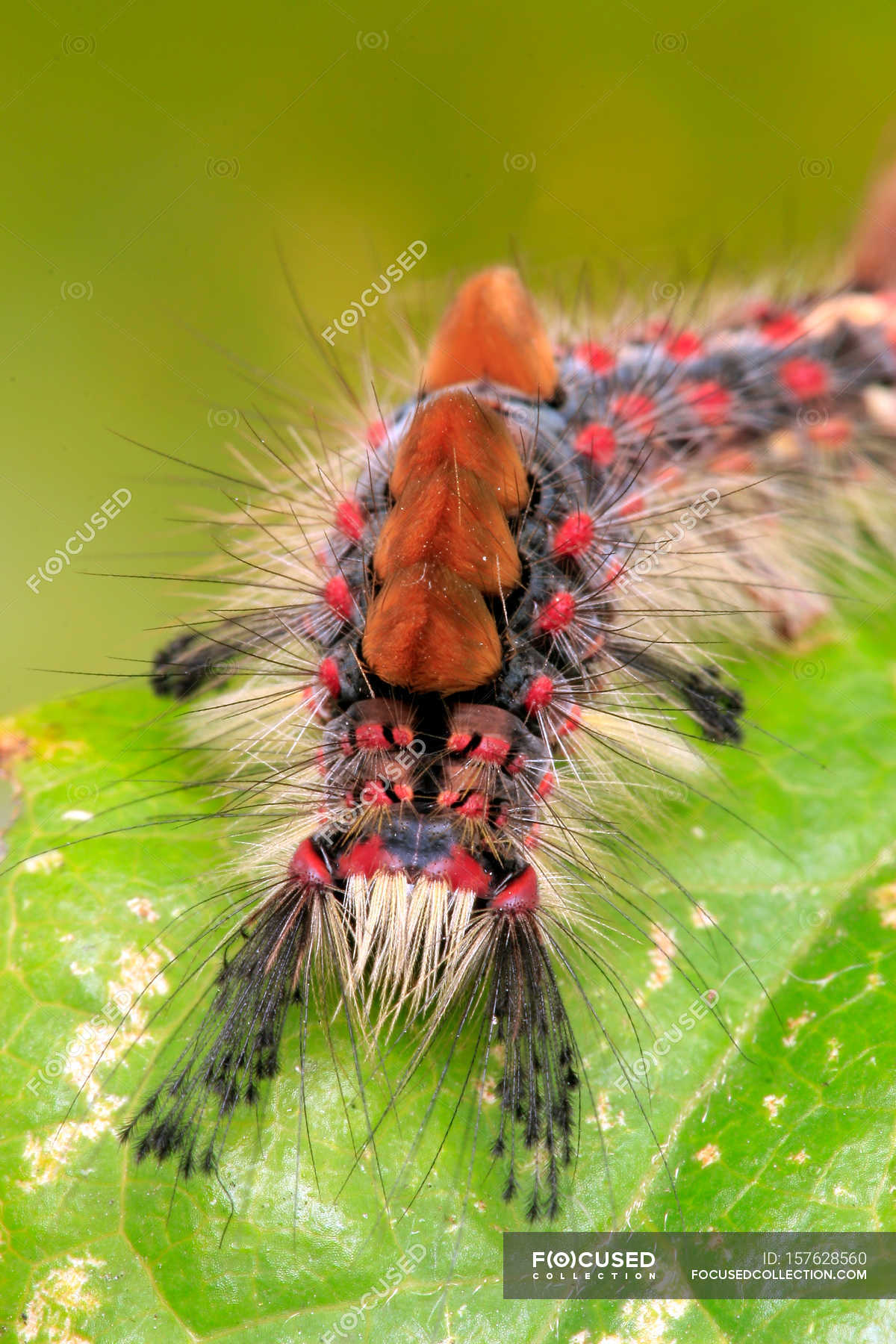 Crawling colorful caterpillar — Stock Photo | #157628560