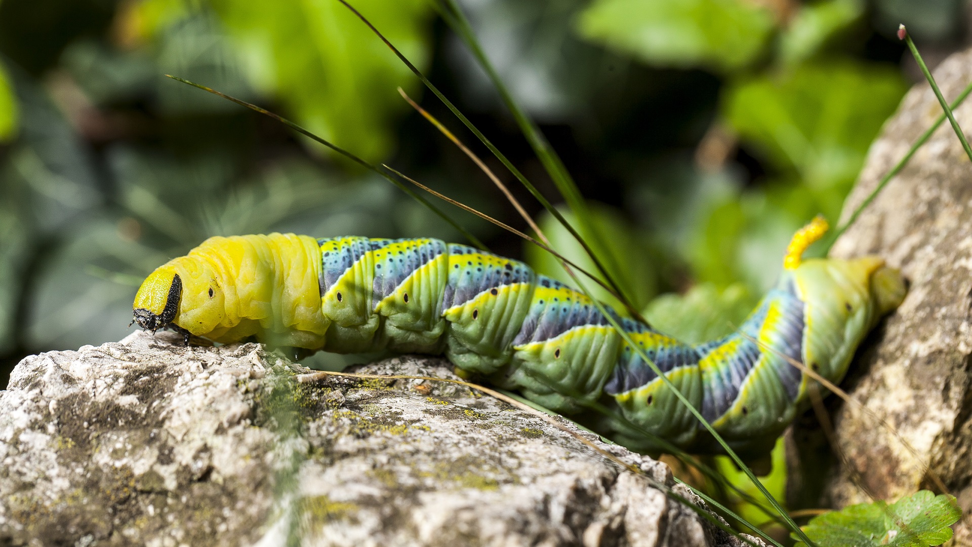 Colorful caterpillar on a rock Full HD Wallpaper and Background ...