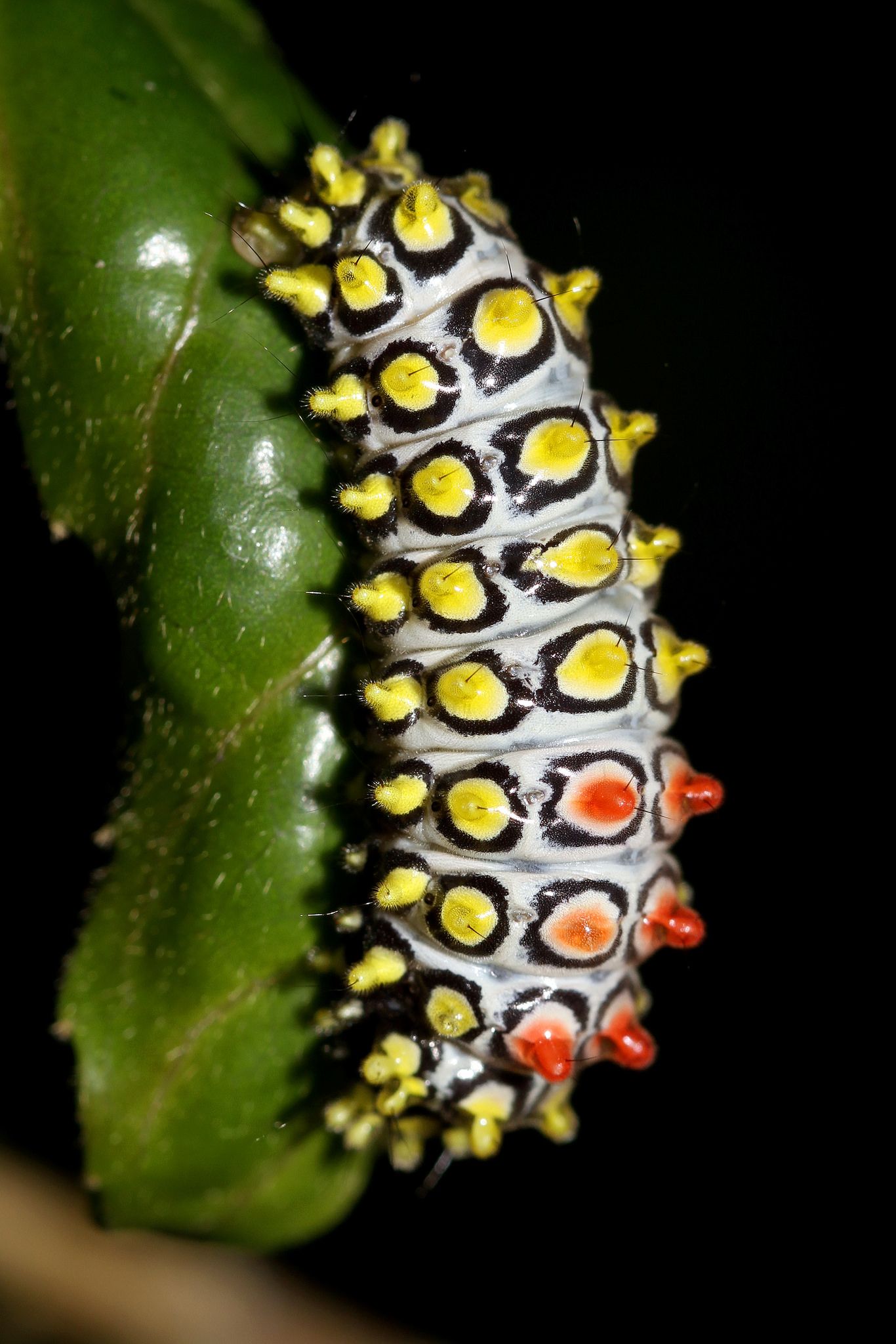 Colorful Caterpillar | Insects, Moth and Animal