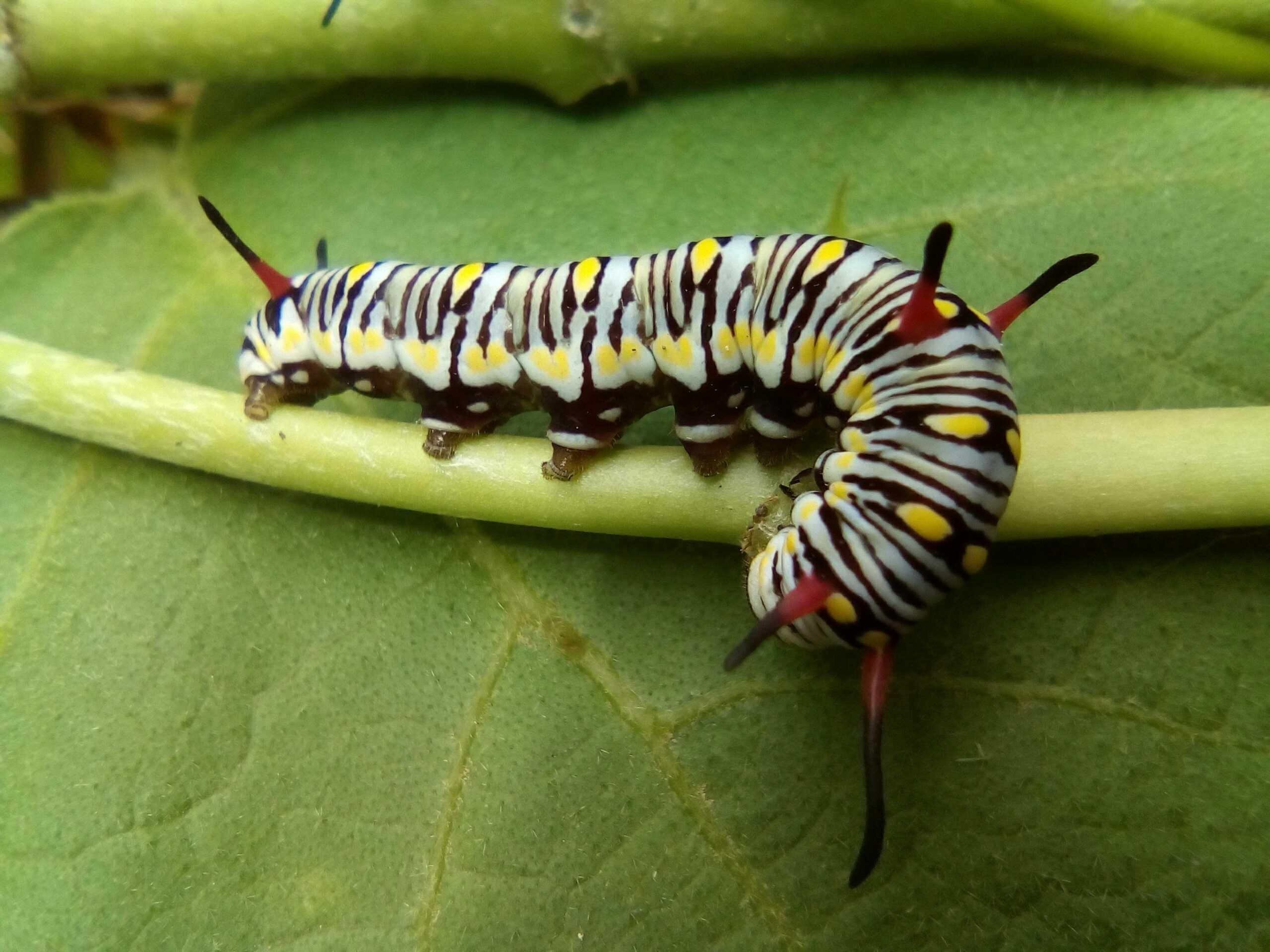 Caterpillar colorful — Steemit