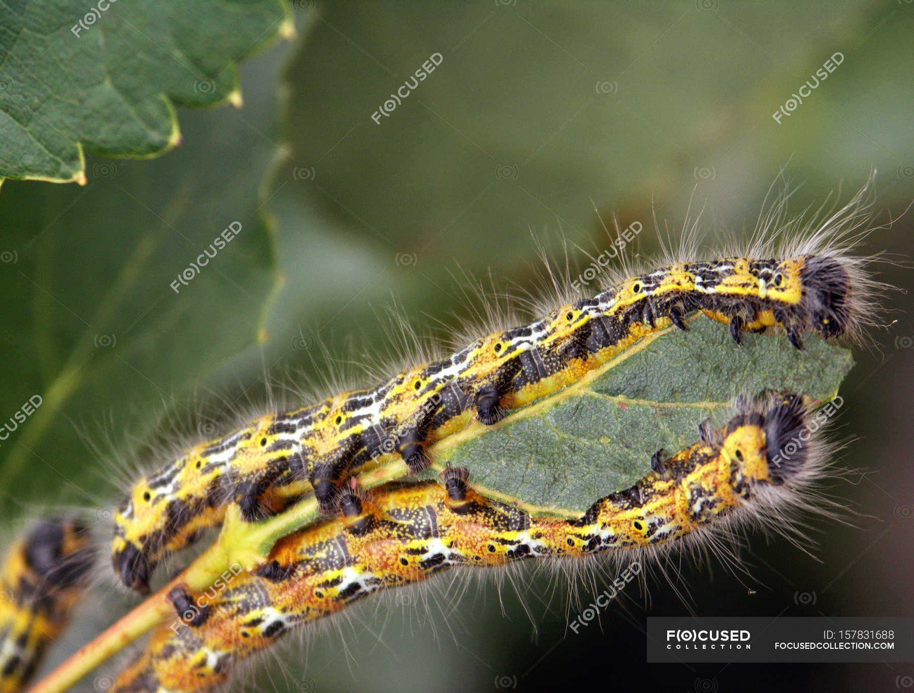 Crawling colorful caterpillar — Stock Photo | #157831688