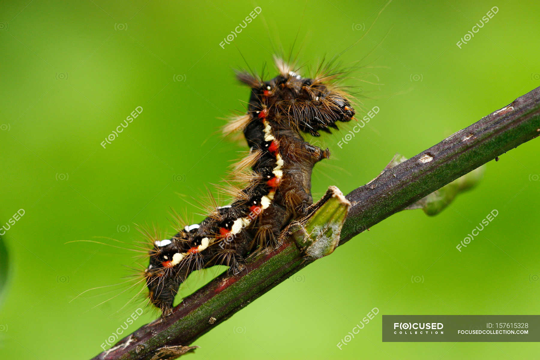 Crawling colorful caterpillar — Stock Photo | #157615328