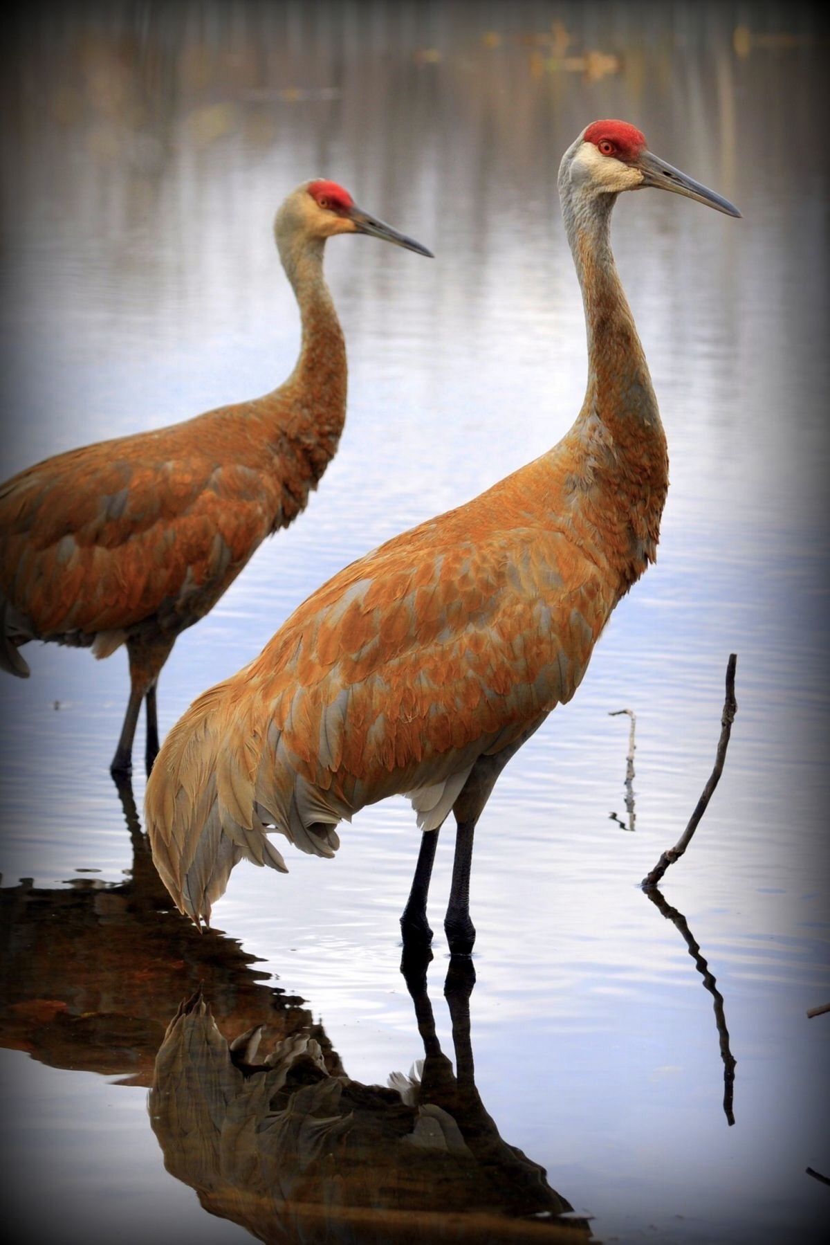 Sand Hill Cranes. Andrea Jaeger Miehls Photography | Nature ...