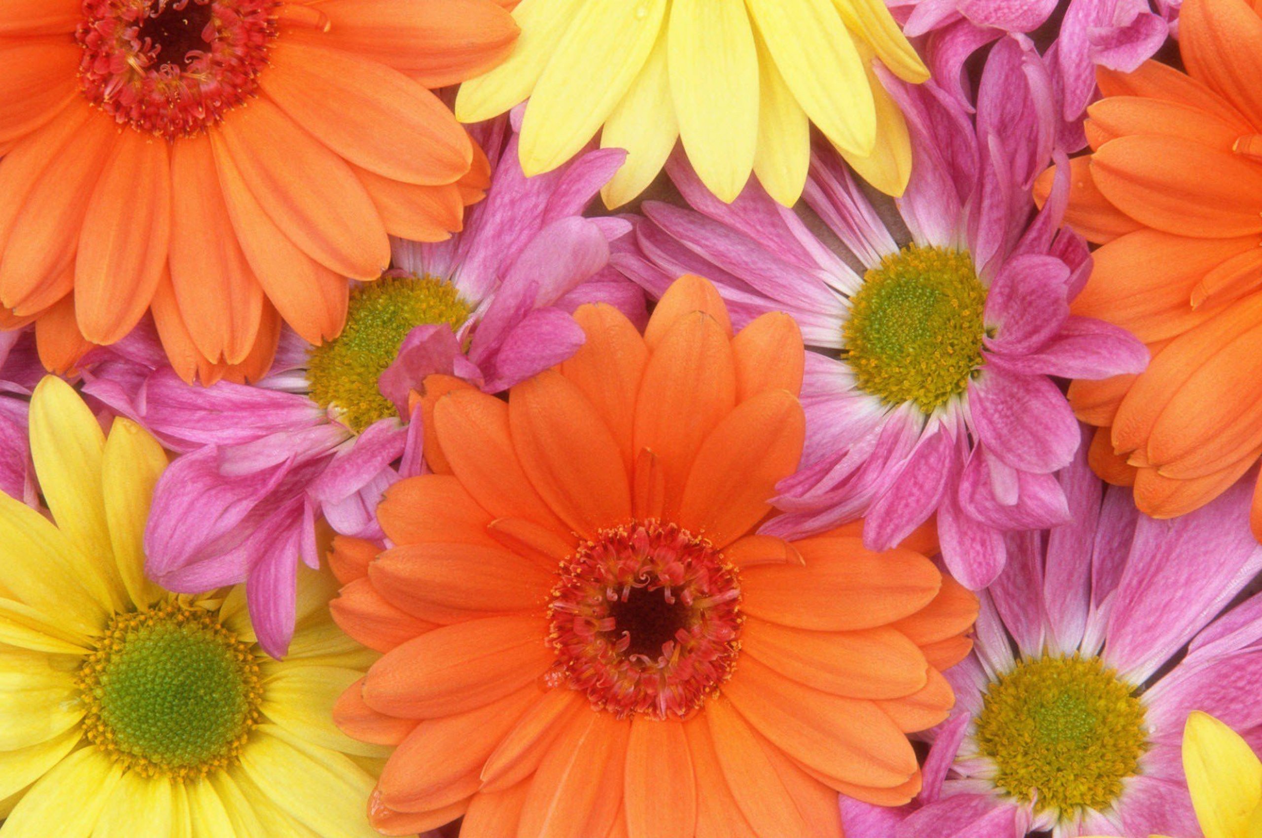 2560x1700 Colorful Daisies Chromebook Pixel HD 4k Wallpapers, Images ...