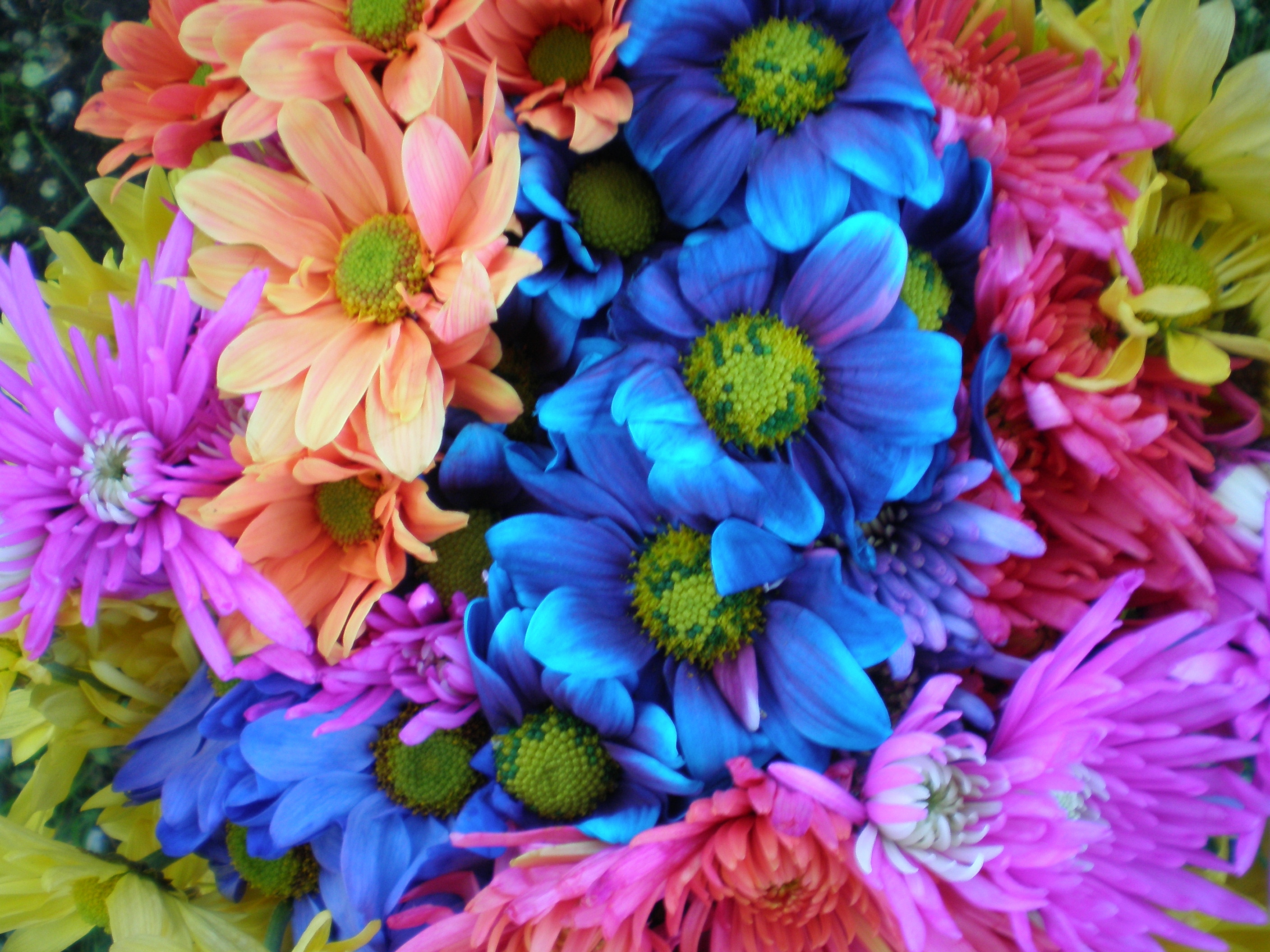 File:Colorful Crazy Daisies (4) (2530054799).jpg - Wikimedia Commons
