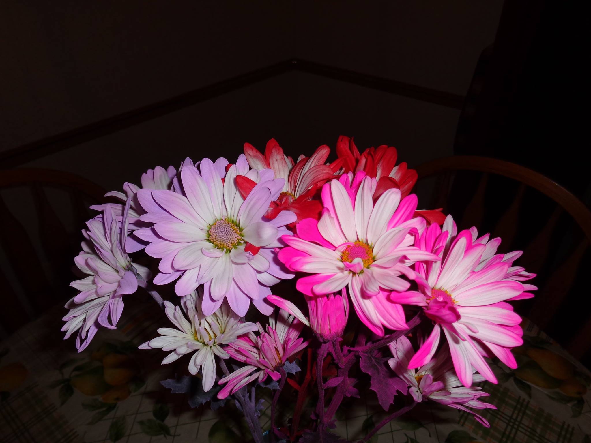 Free photo: Colorful Daisies - Colorful, Daisies, Daisy - Free Download ...