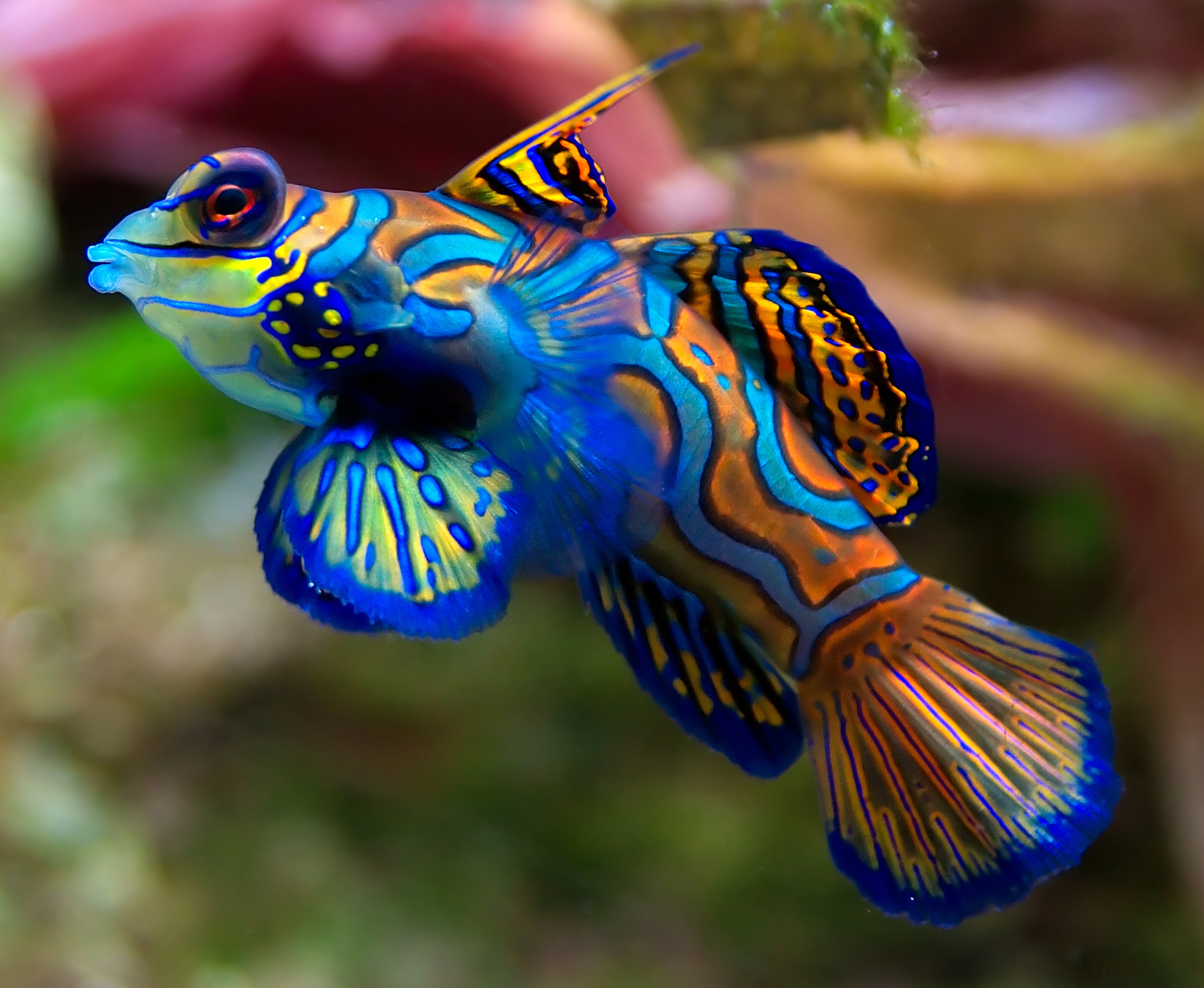 Colorful fish photo