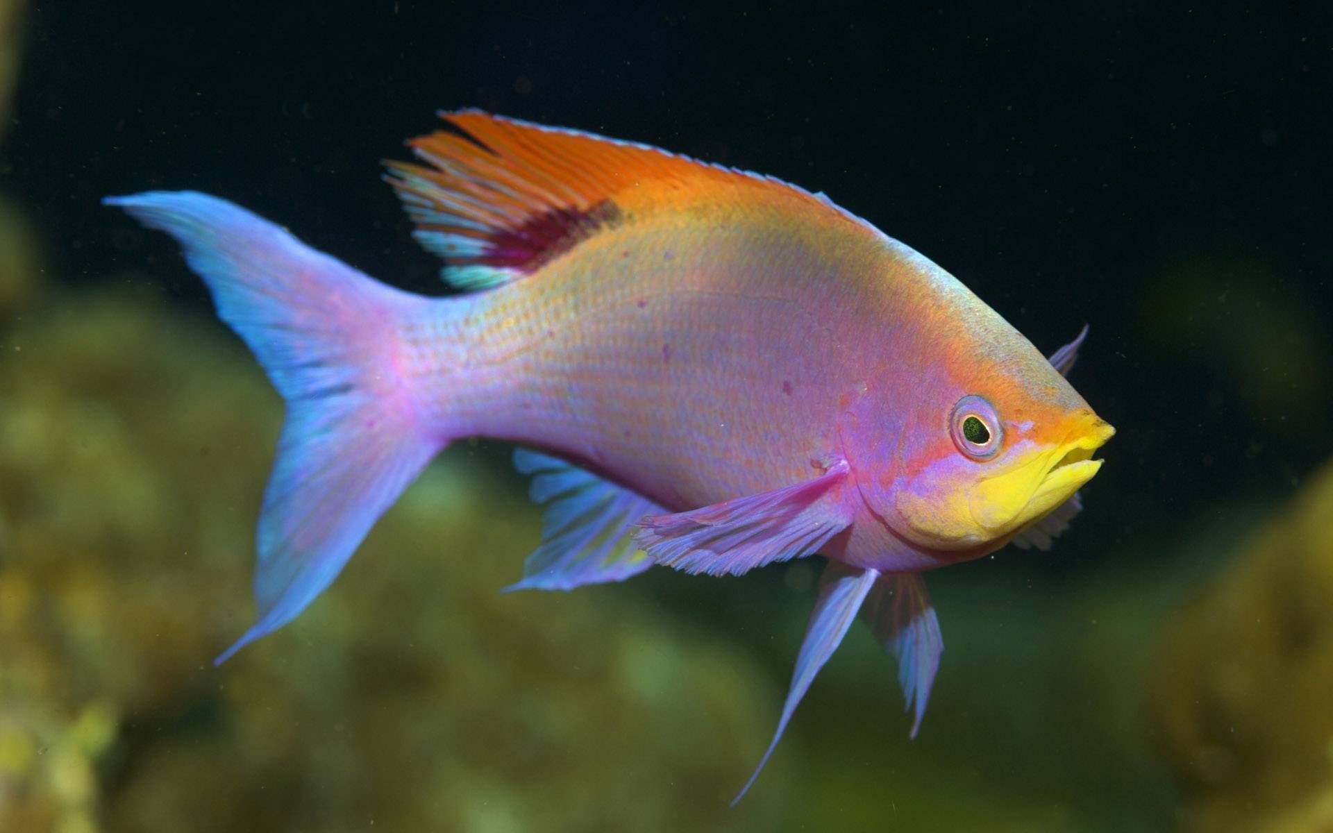 Colorful Fish - Wallpaper - Tropical Fish/Underwater Sea Life ...