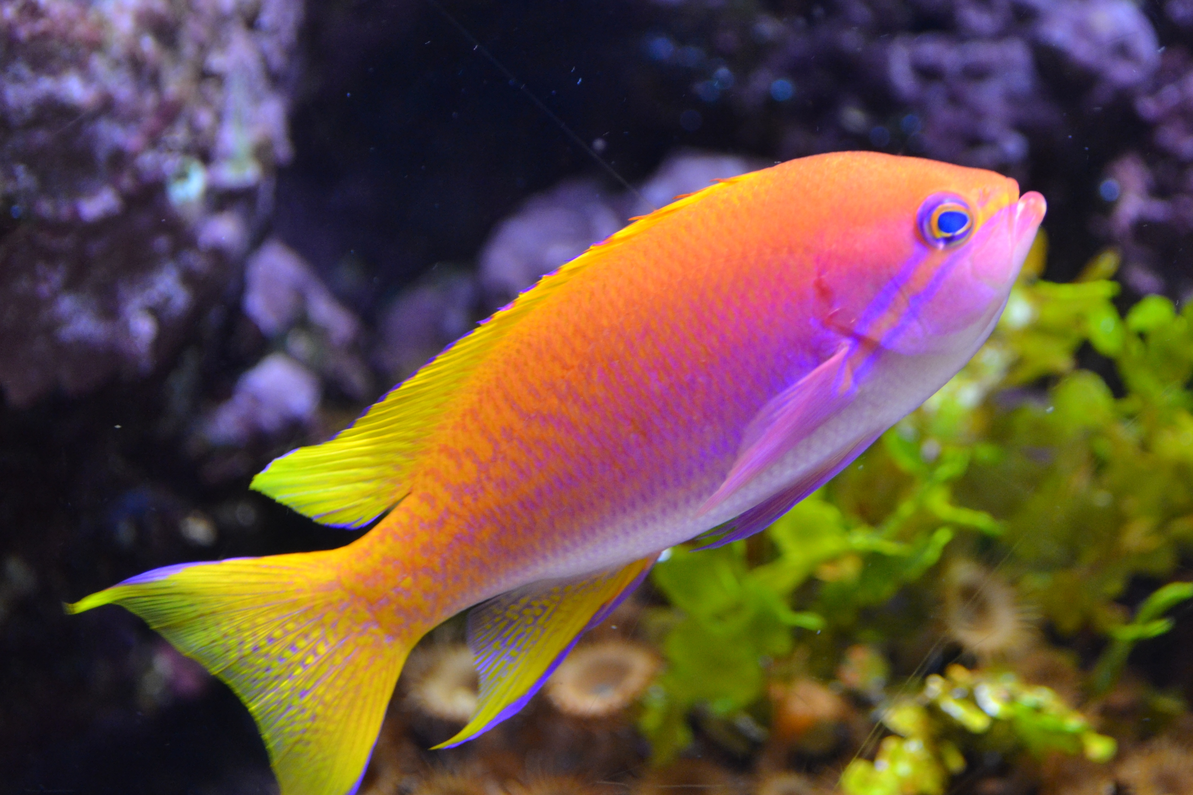 Most Colorful Fish Shedd aquarium colorful fish, colorful fish ...