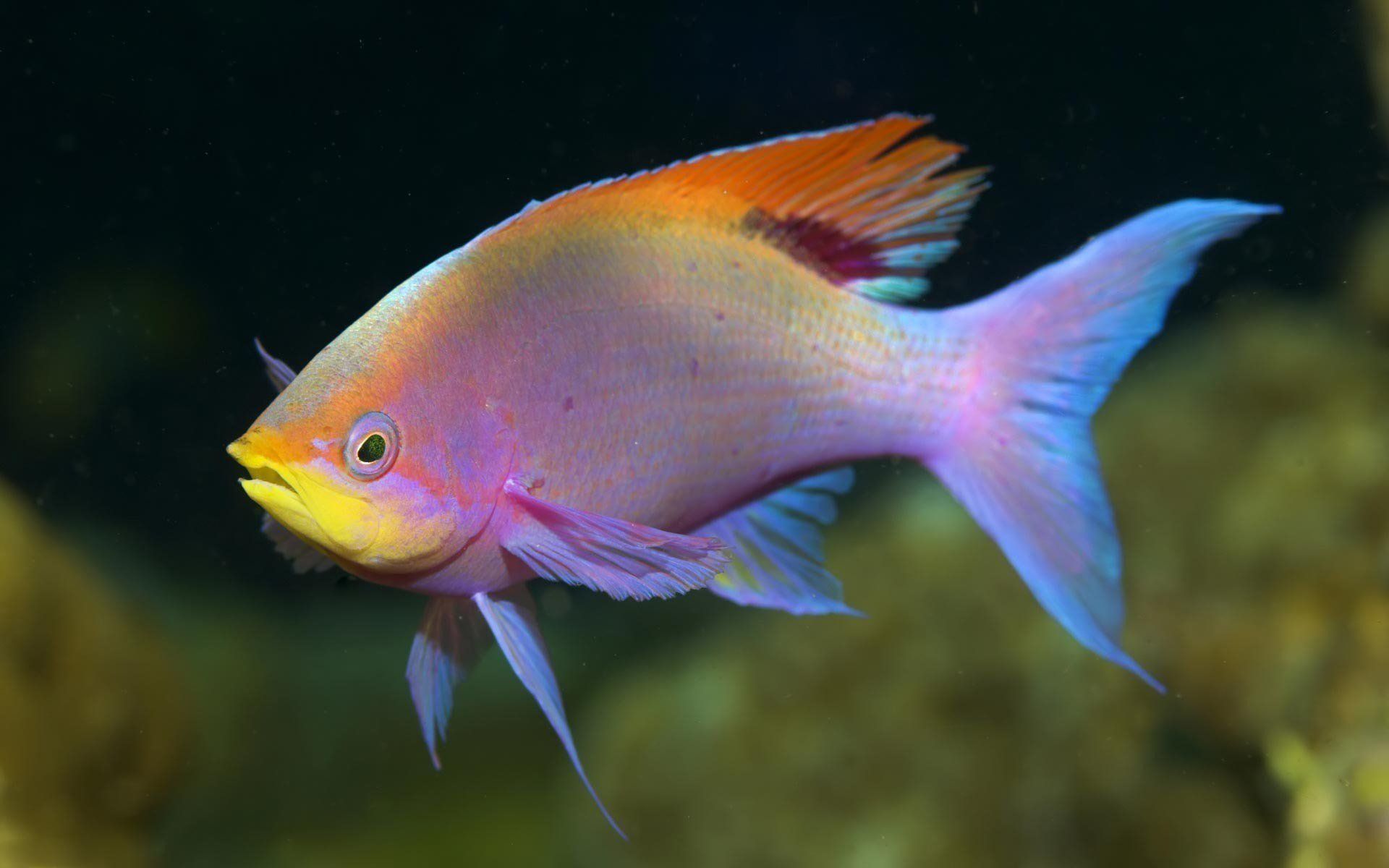 free wallpapers featuring tropical colorful fishes | Colorful Fish ...