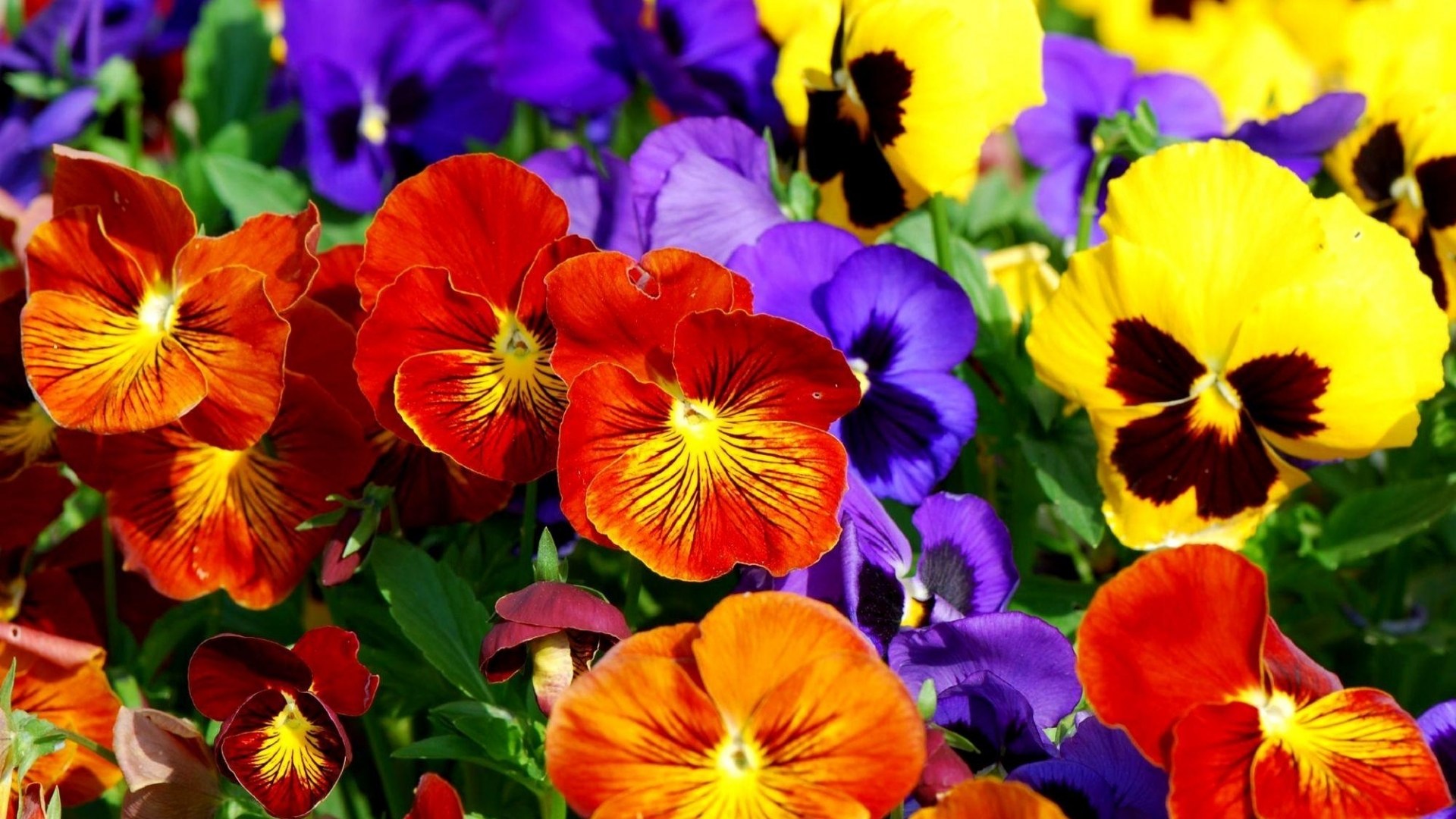 Colorful flowers photo