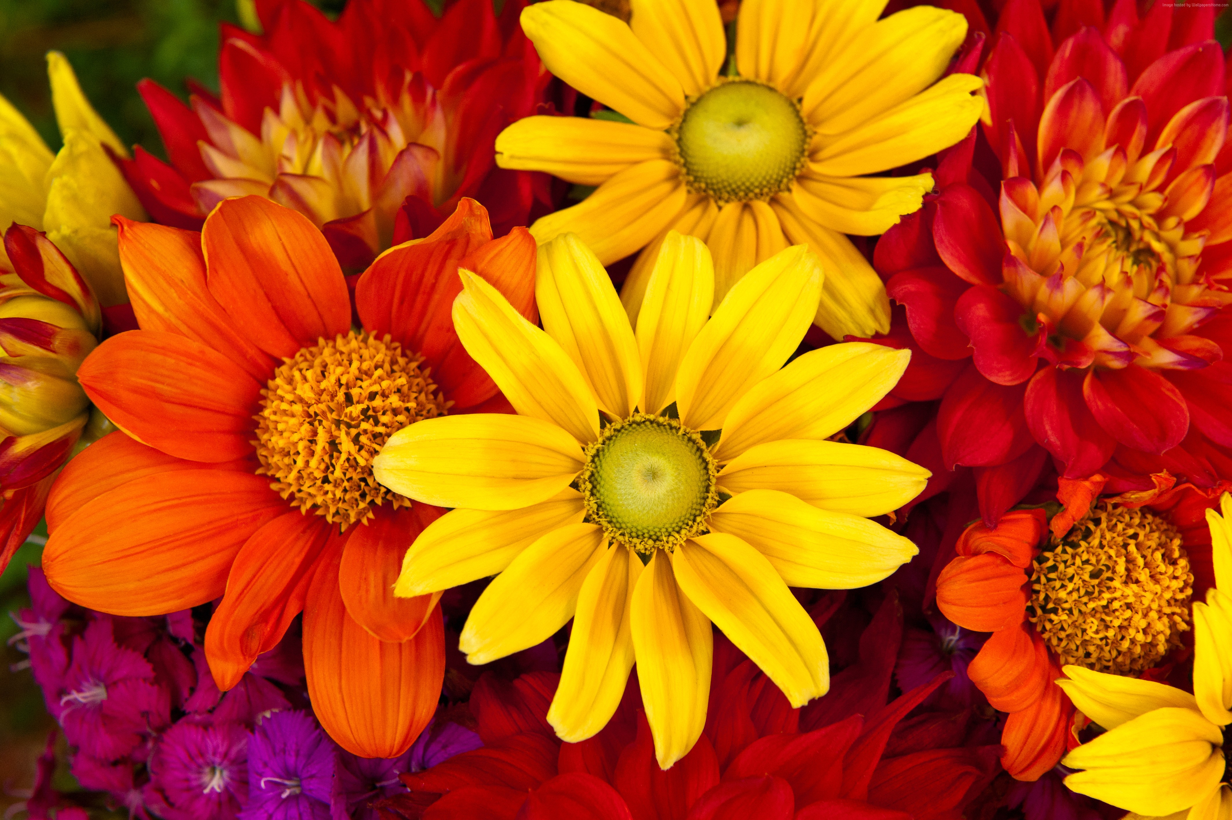 Colorful Flowers 4k Ultra HD Wallpaper and Background Image ...