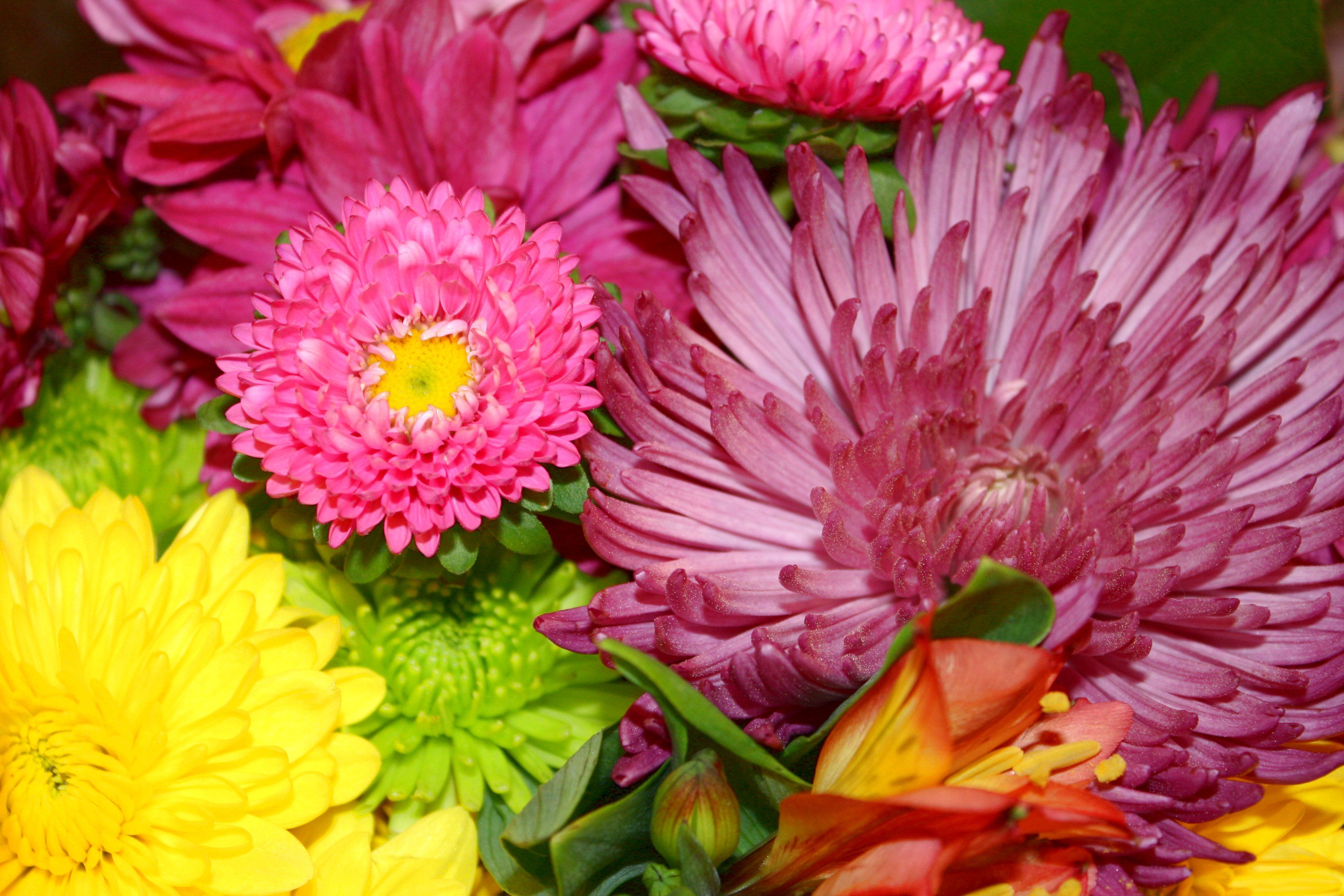 Colorful Flowers and Mums Bouquet Close Up - Free High Resolution ...