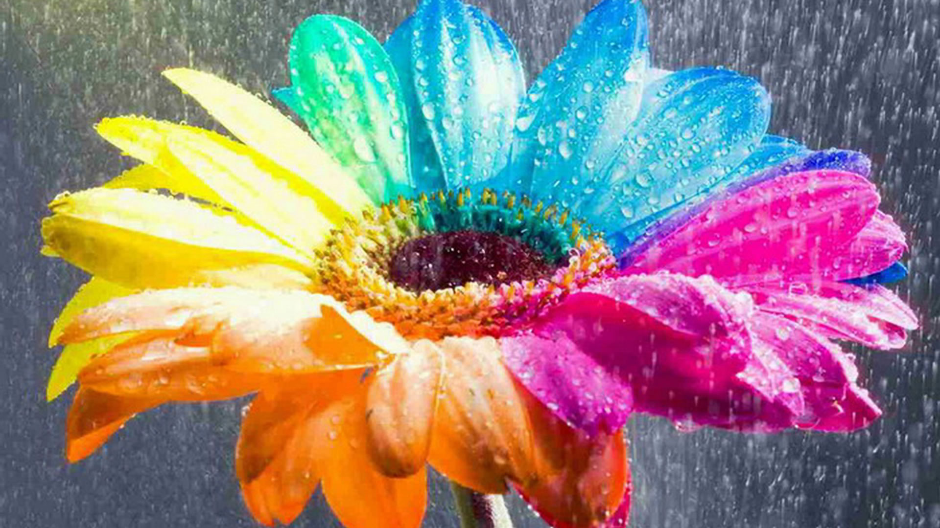Colorful flower desktop wallpaper in rain - Download Hd Colorful ...
