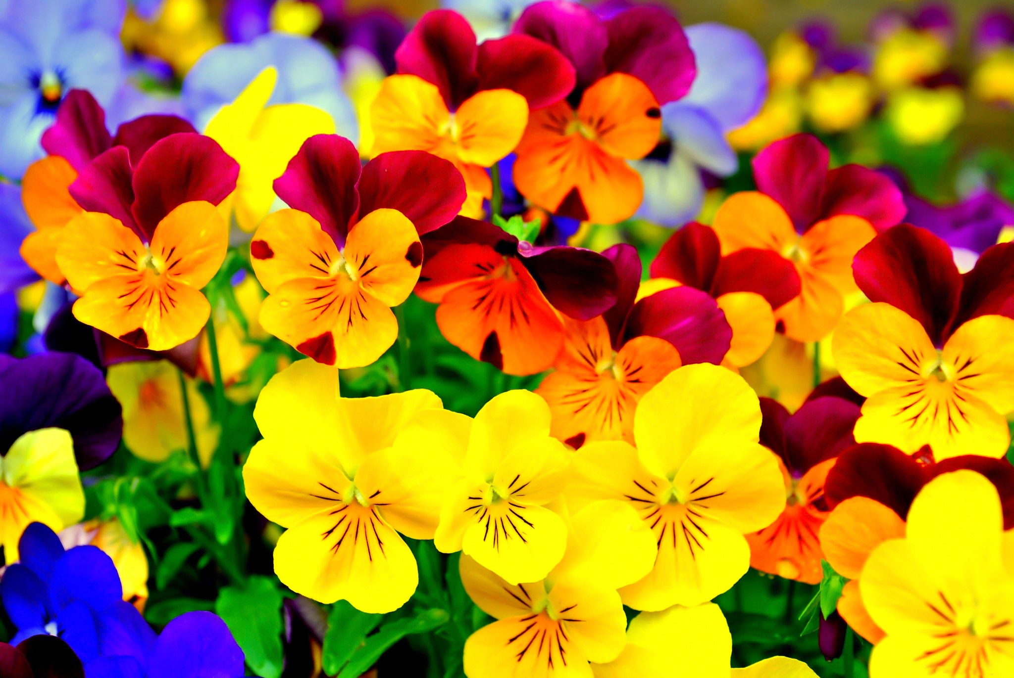 Colorful Flowers Beauty Pansies Bright Lovely Nature Beautiful Pansy ...