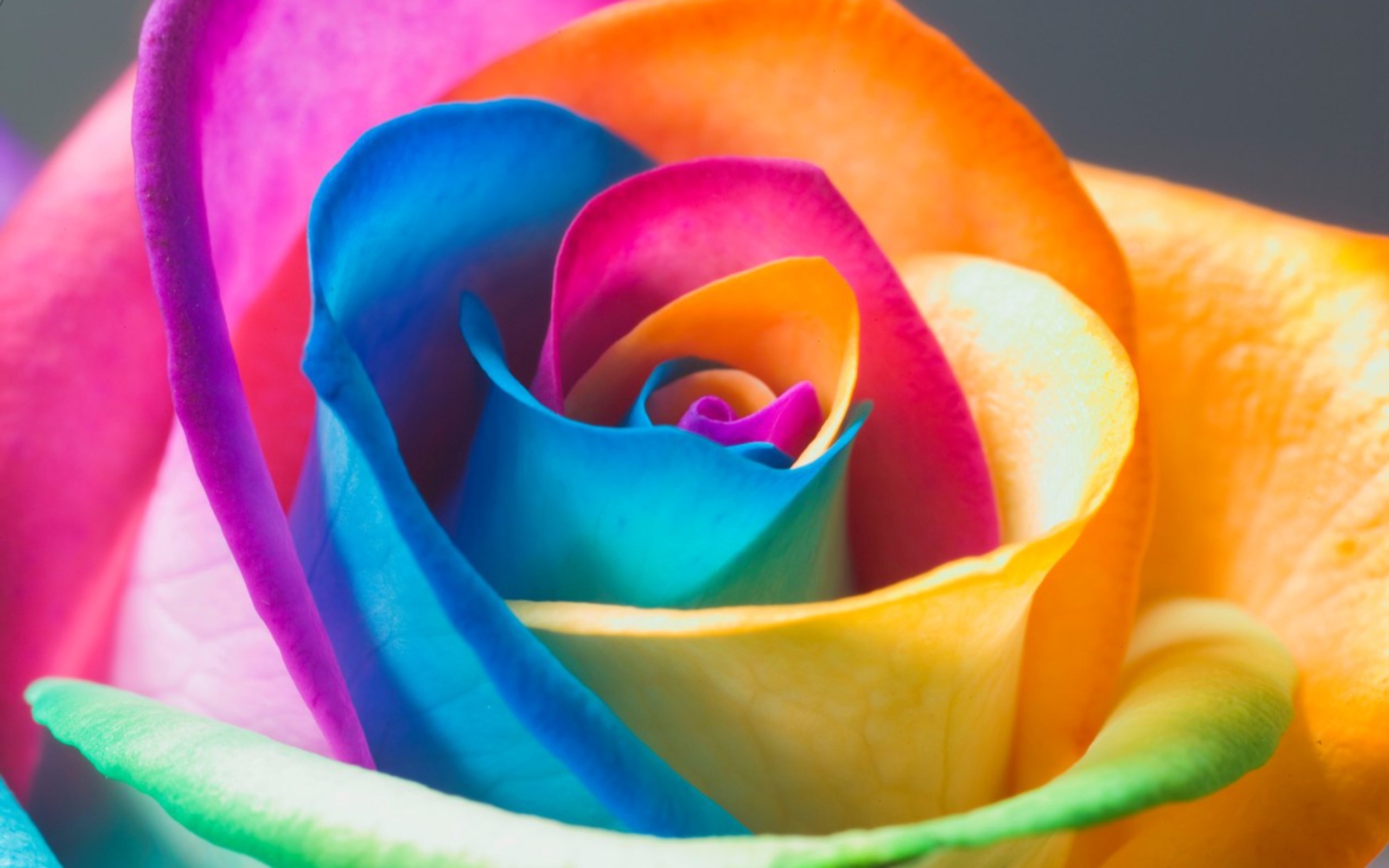 Colorful-Flowers-Rose-Wallpaper | Love's Last Refuge