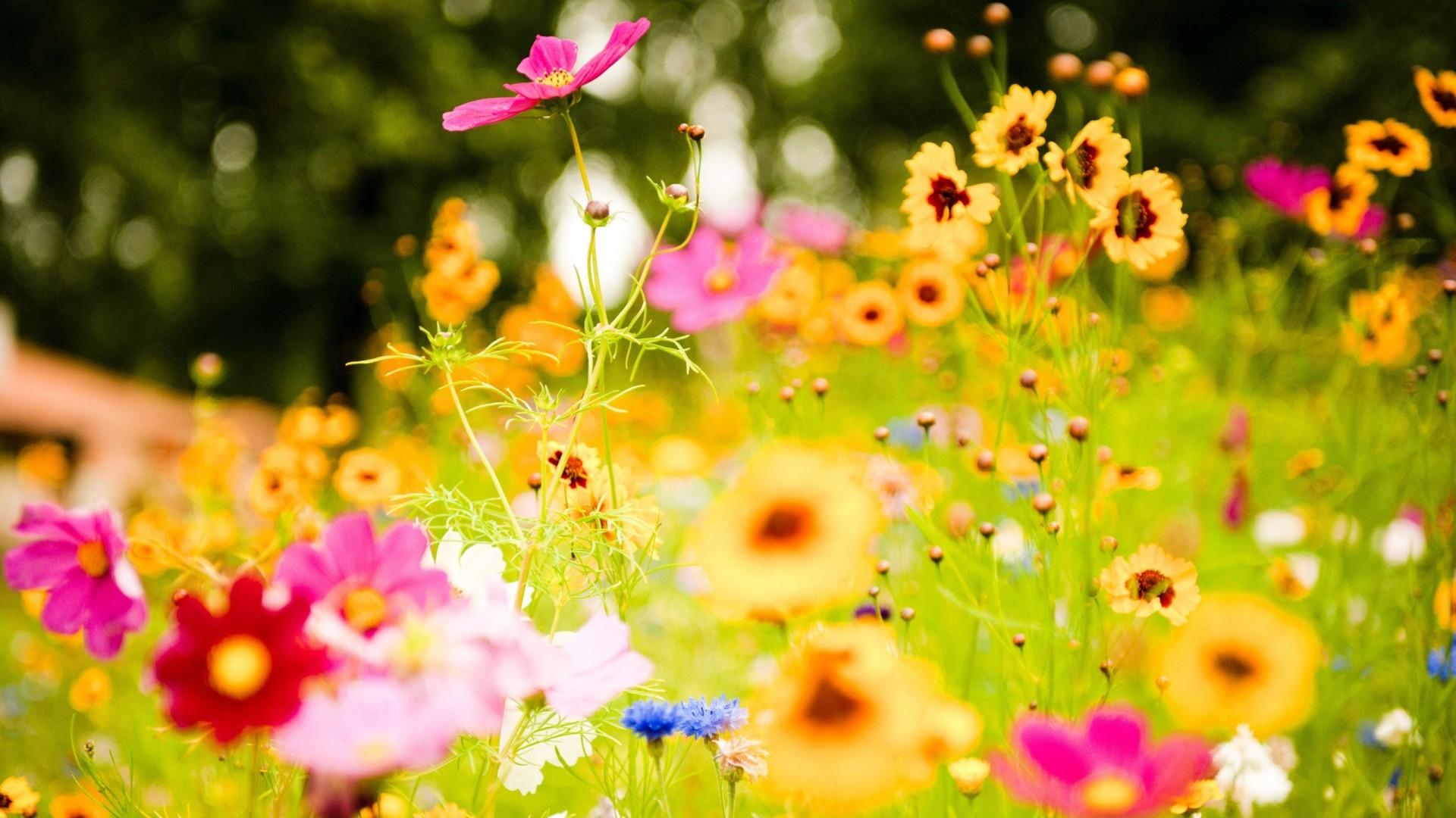 Colorful flowers photography wallpaper | (42098)