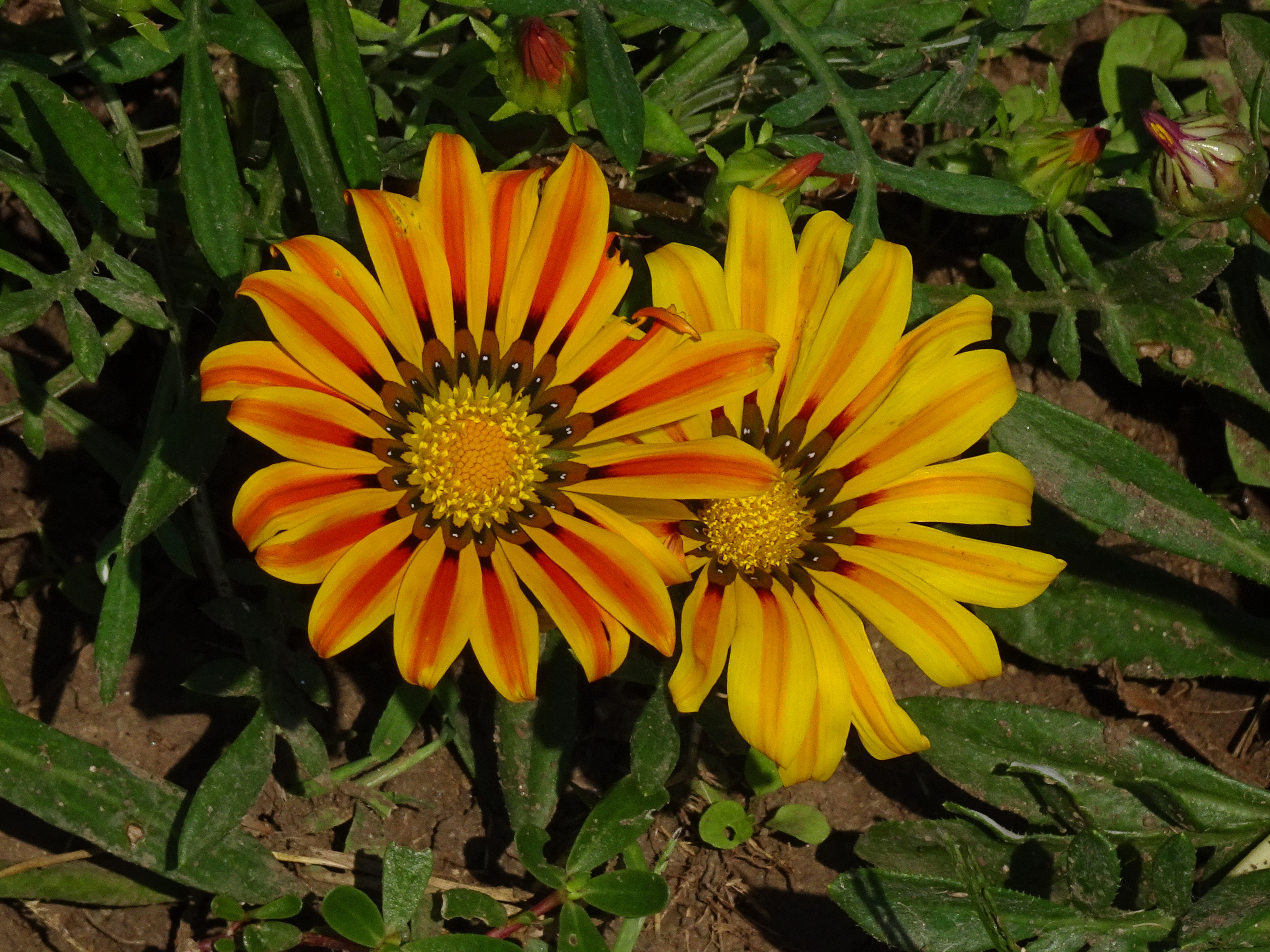 File:Colorful flower (AP4P1115 1PS) (29300906490).jpg - Wikimedia ...