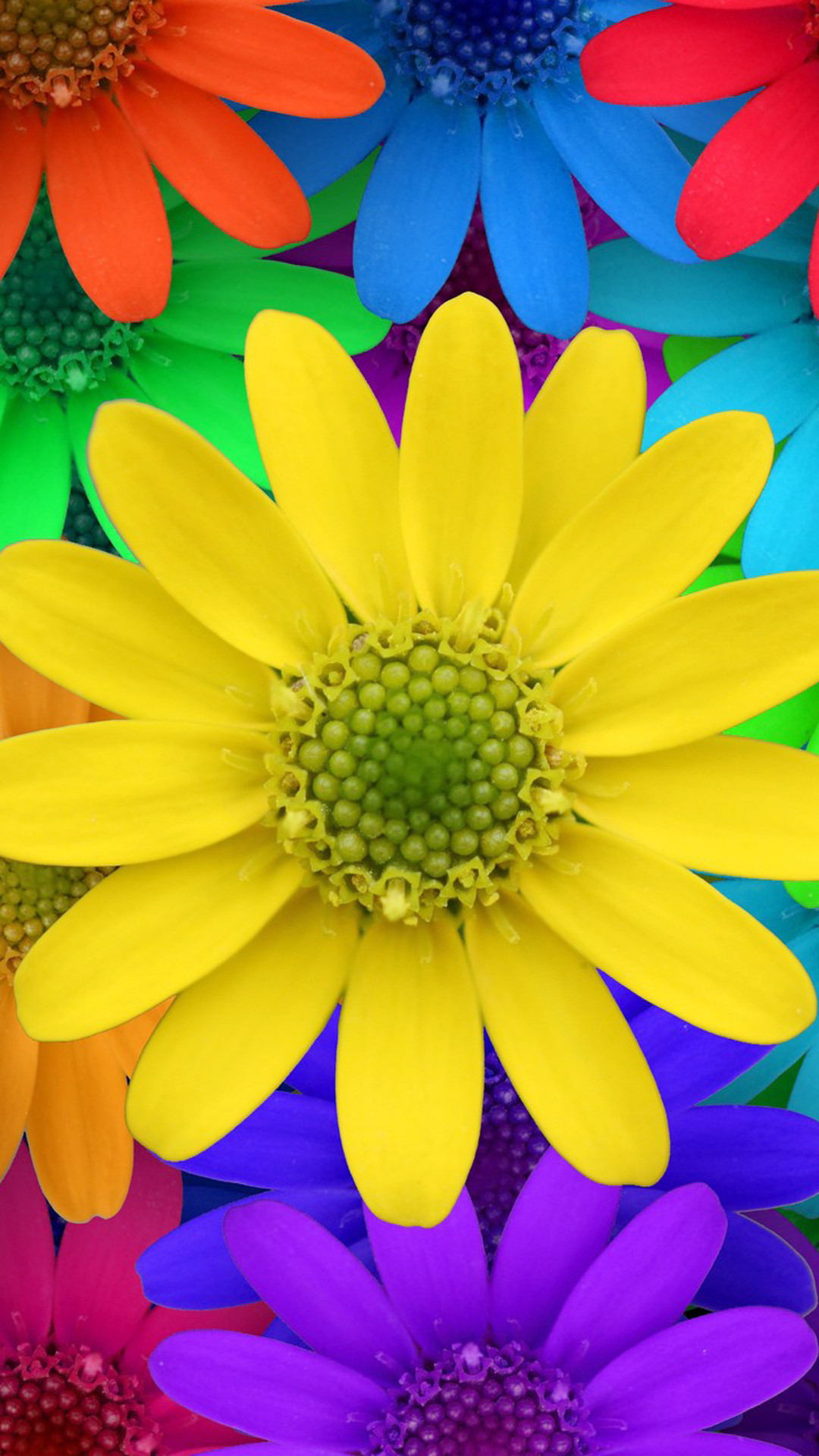 Colorful Flower Wallpaper Mobile Phone Background In For | transitionsfv