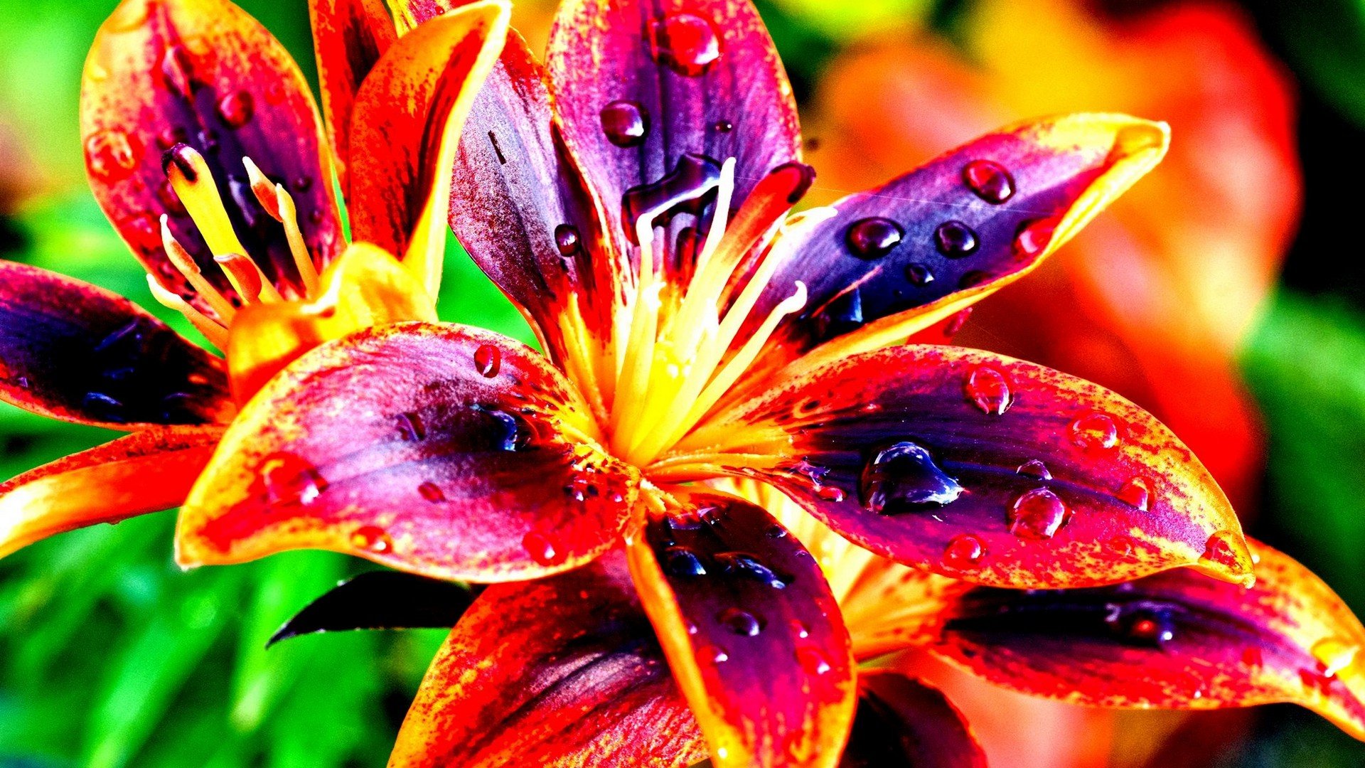 Rüyada Saksıda Renkli Bitki Çiçek Koklamak Görmek