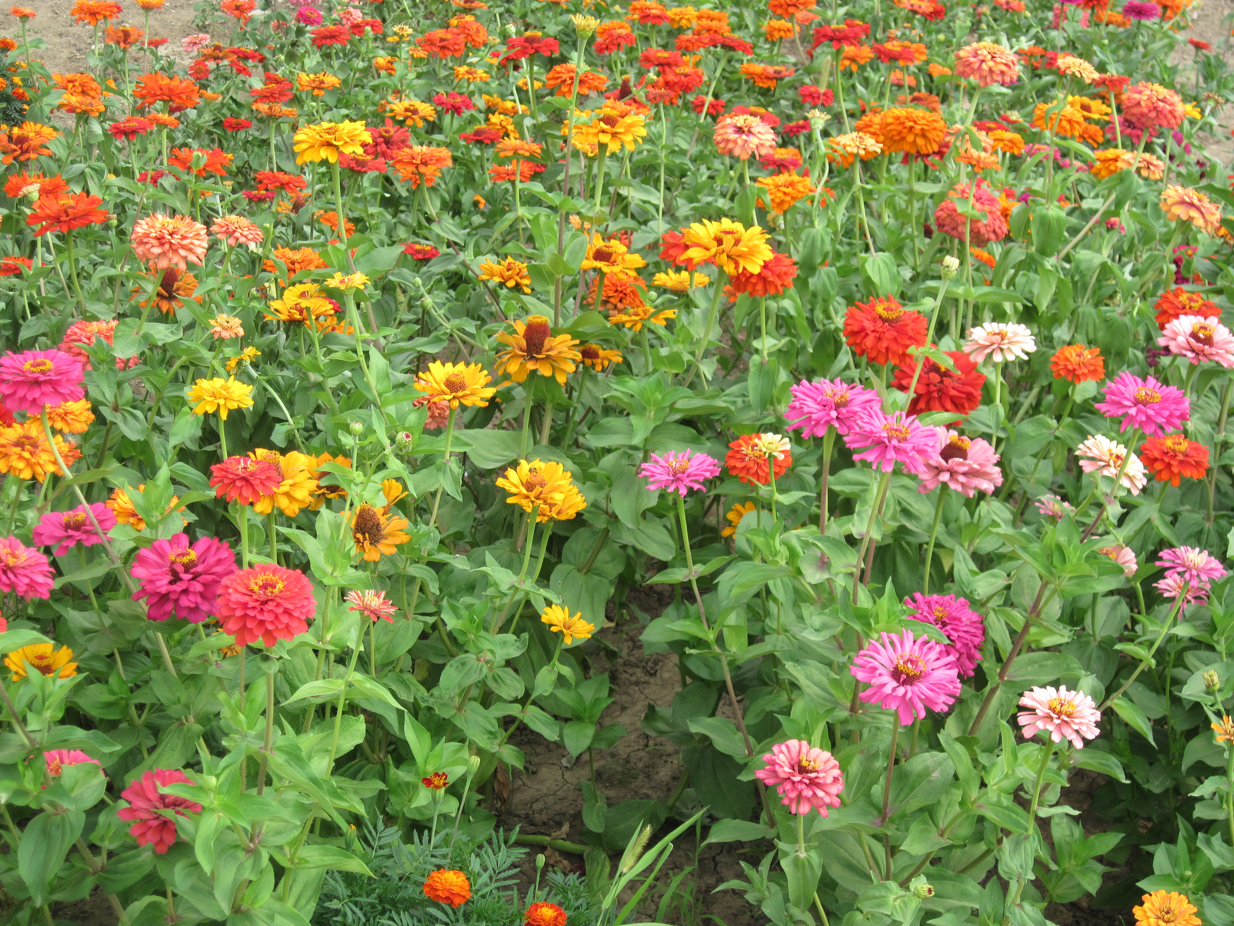 Colorful flower garden photo