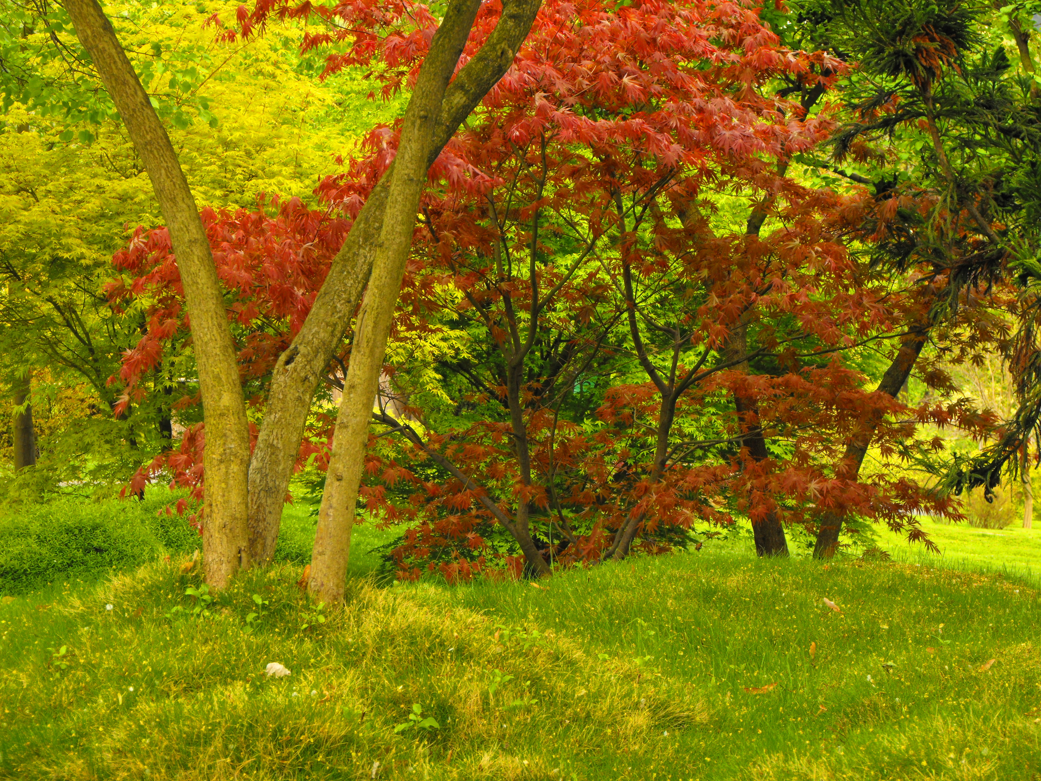 Colorful forest photo